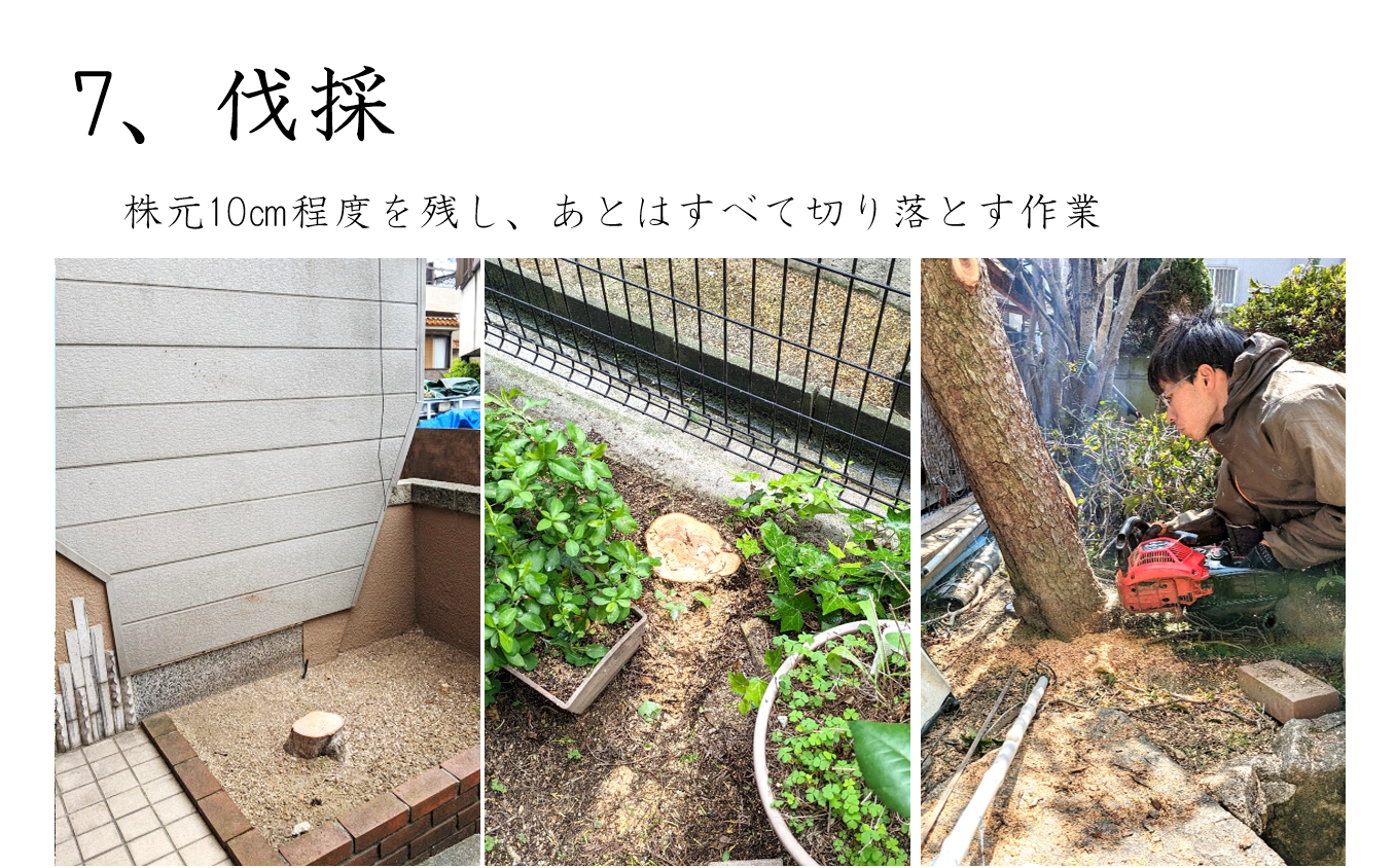 伐採作業の様子