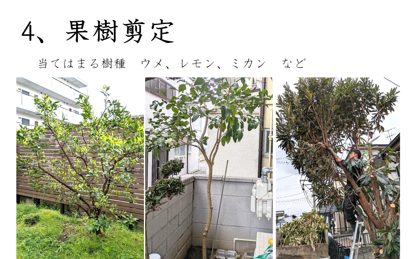 果樹剪定作業の様子