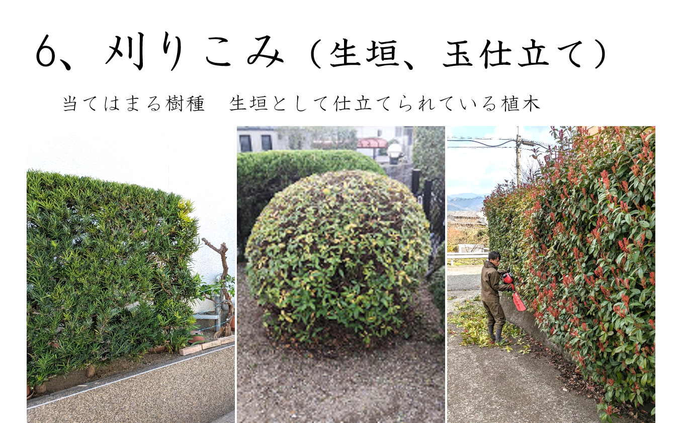 刈りこみ作業の様子