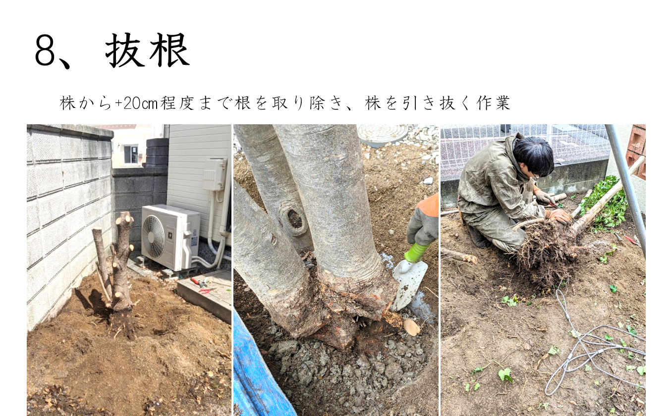 抜根作業の様子