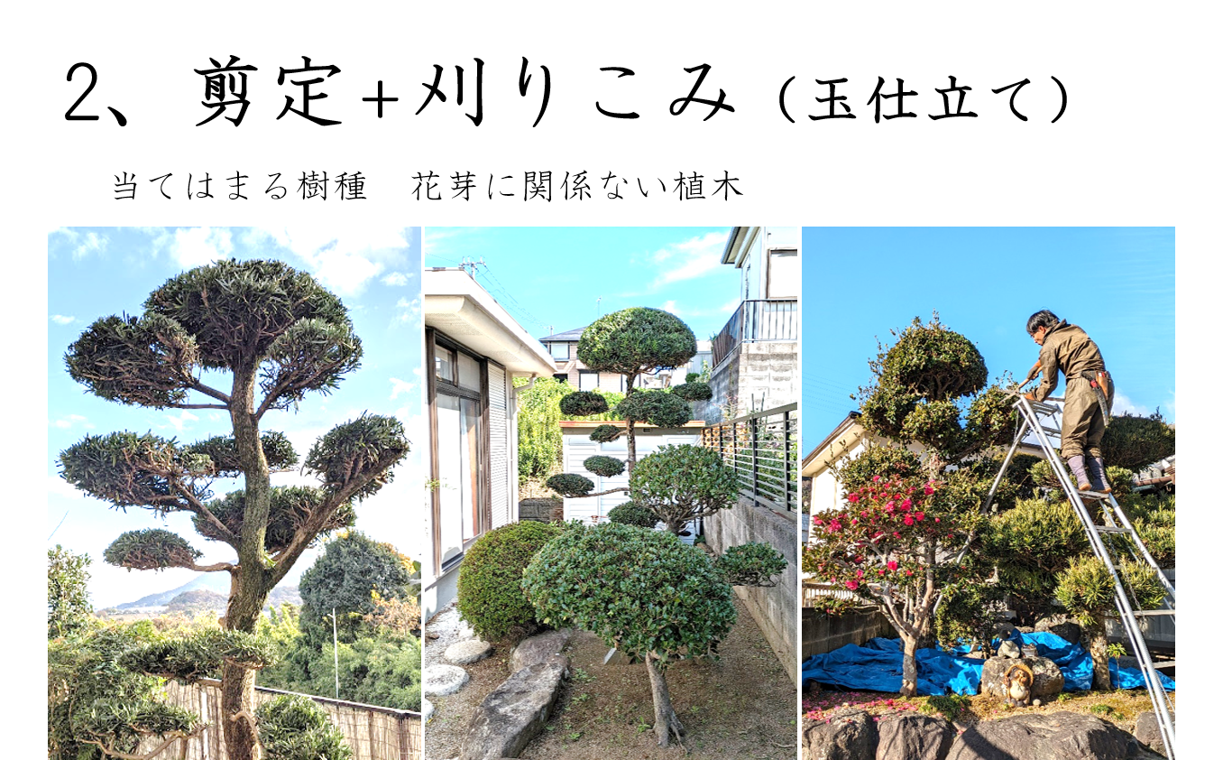 剪定＋刈りこみ作業の様子