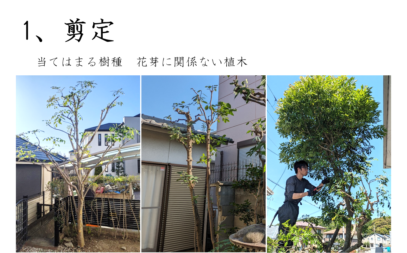 剪定作業の様子