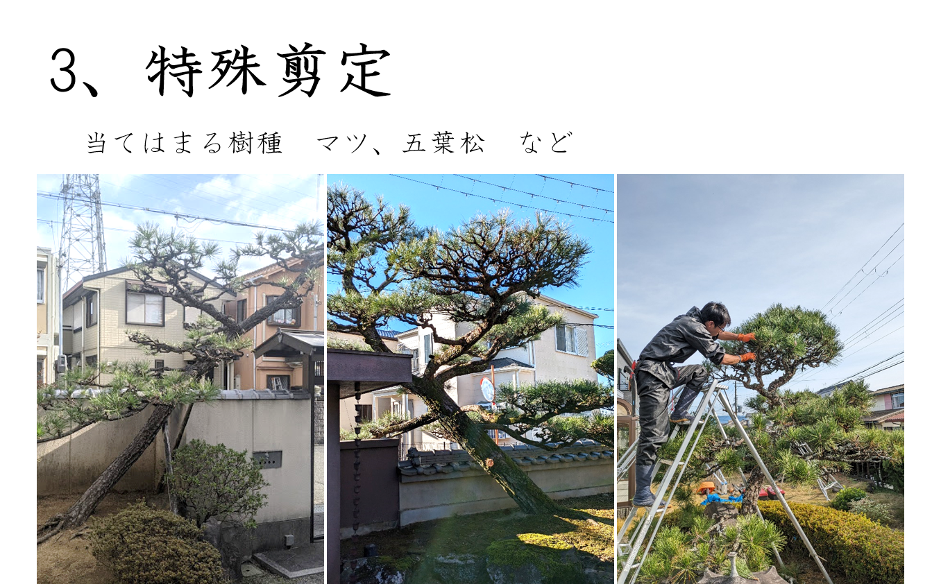 特殊剪定作業の様子