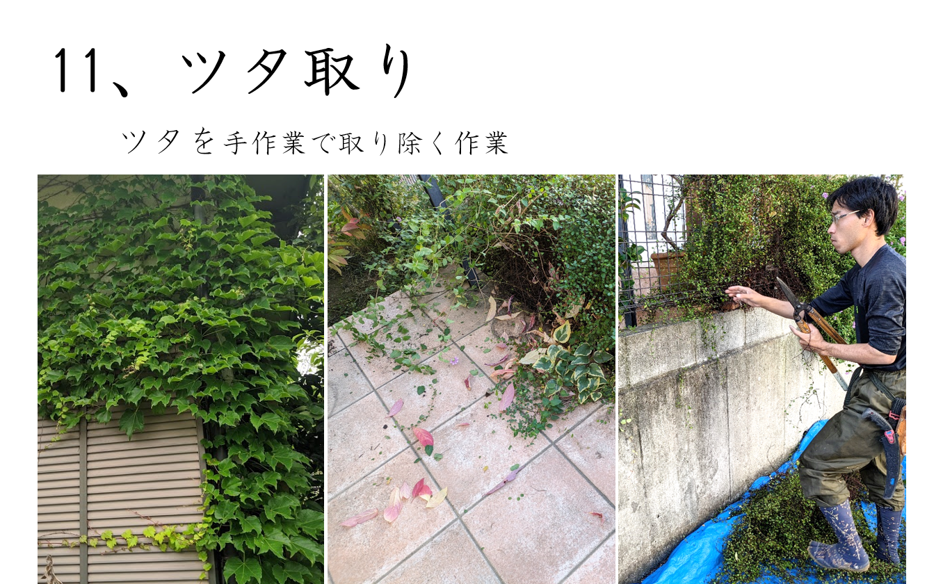 ツタ取り作業の様子