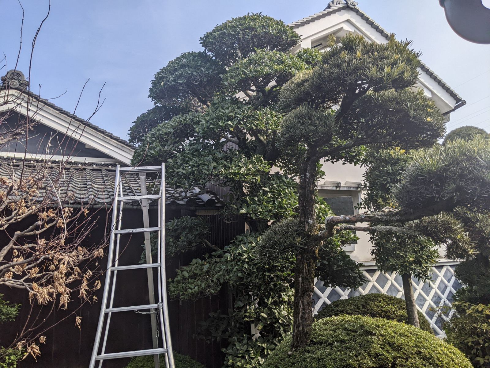 剪定前のお庭・現地見積もりのイメージ