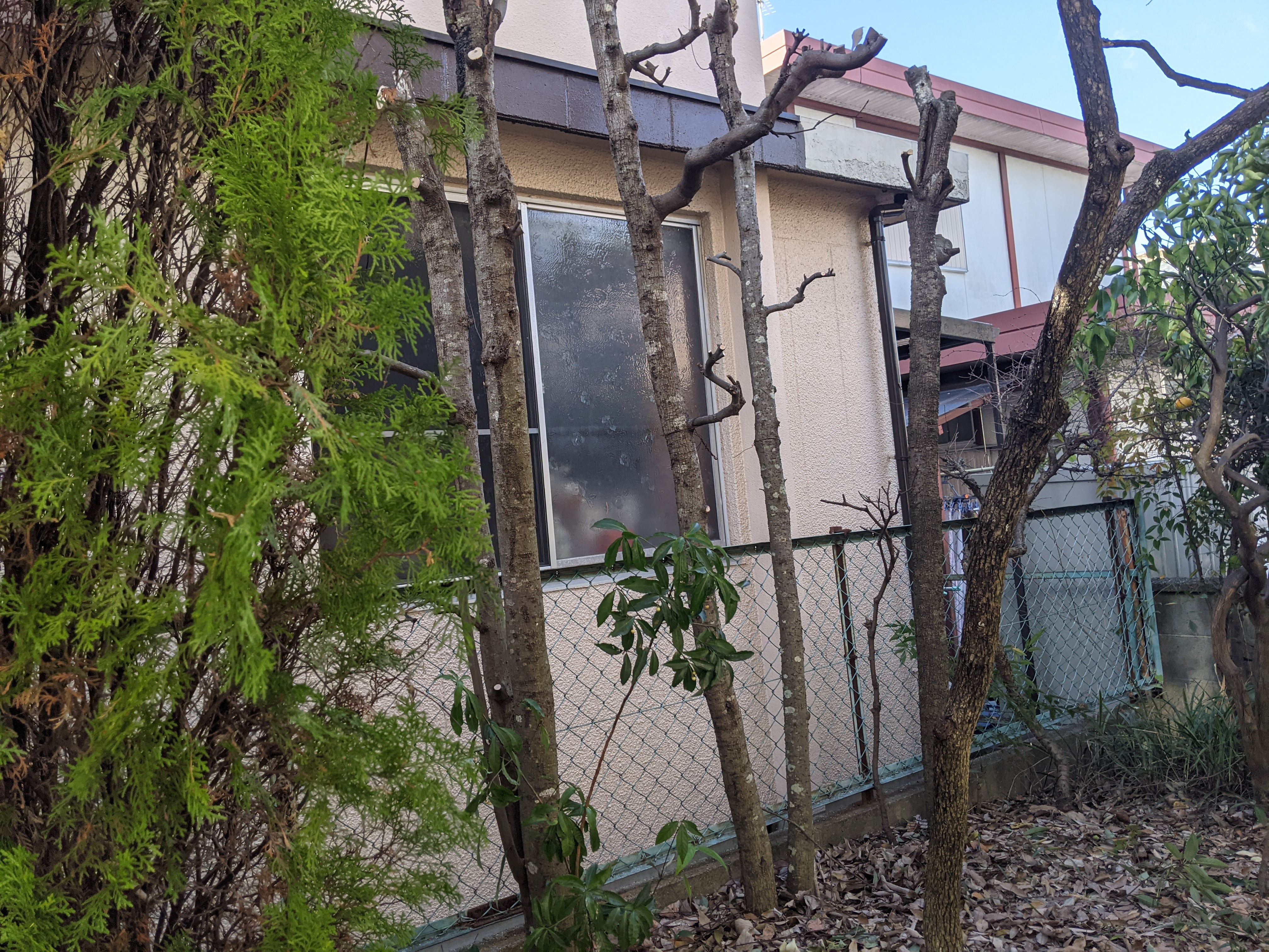 奈良県奈良市 カシ剪定