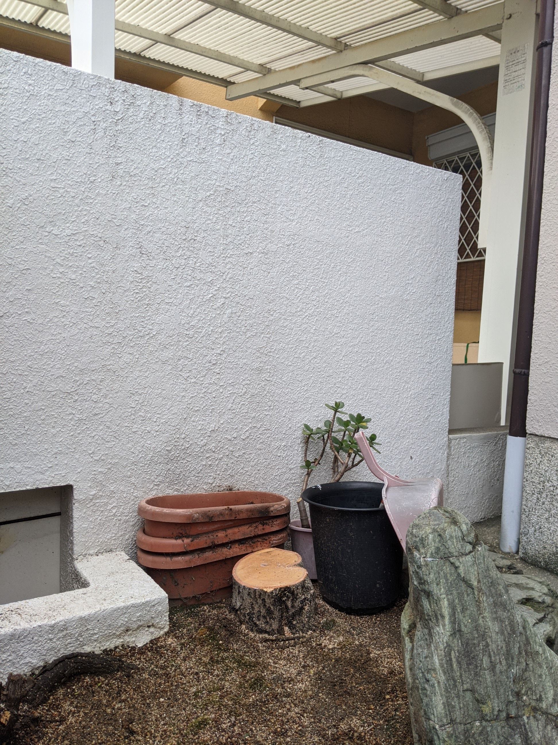 大阪府和泉市 キンモクセイ伐採