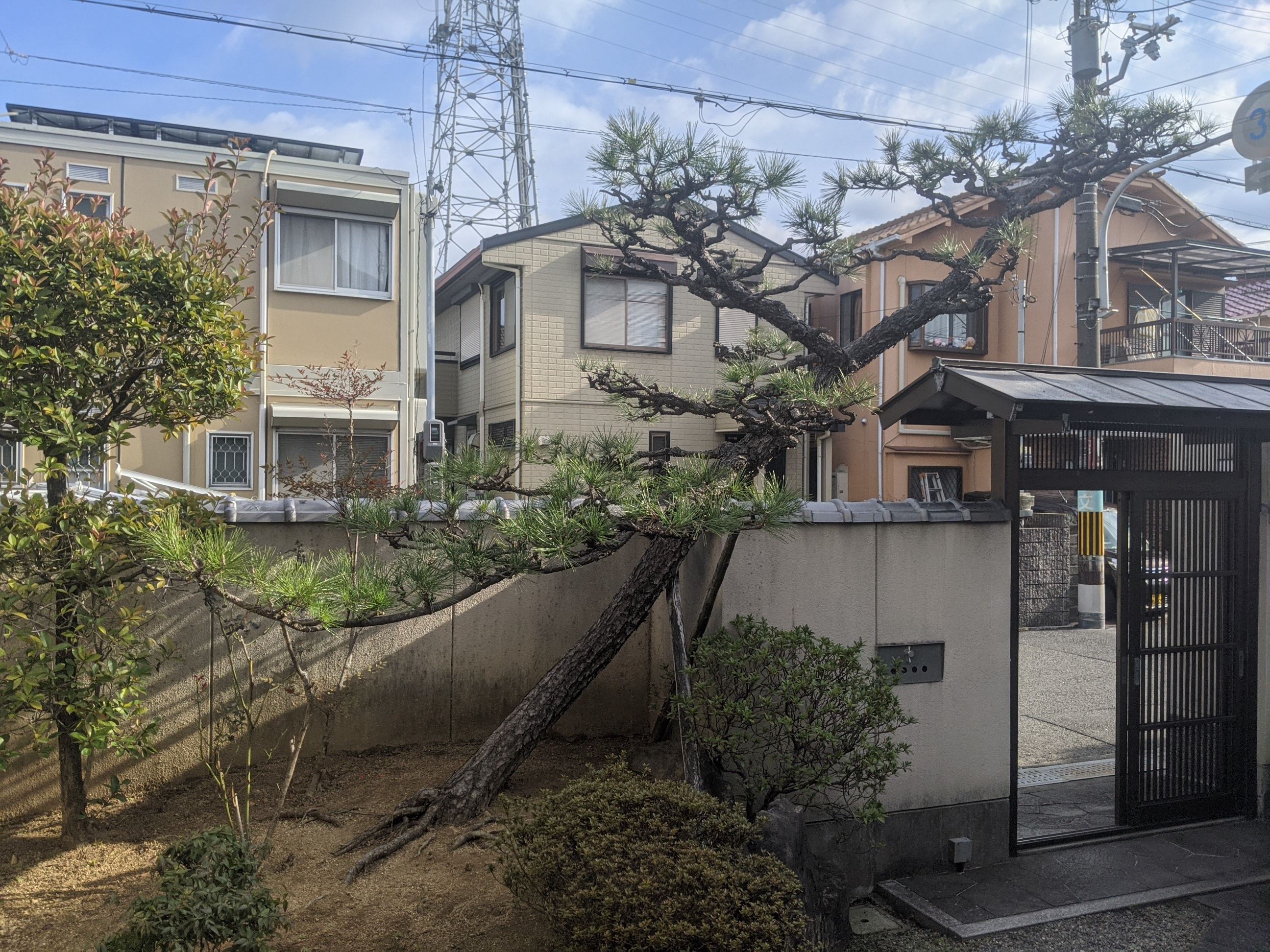 大阪府岸和田市 松、マキ 剪定