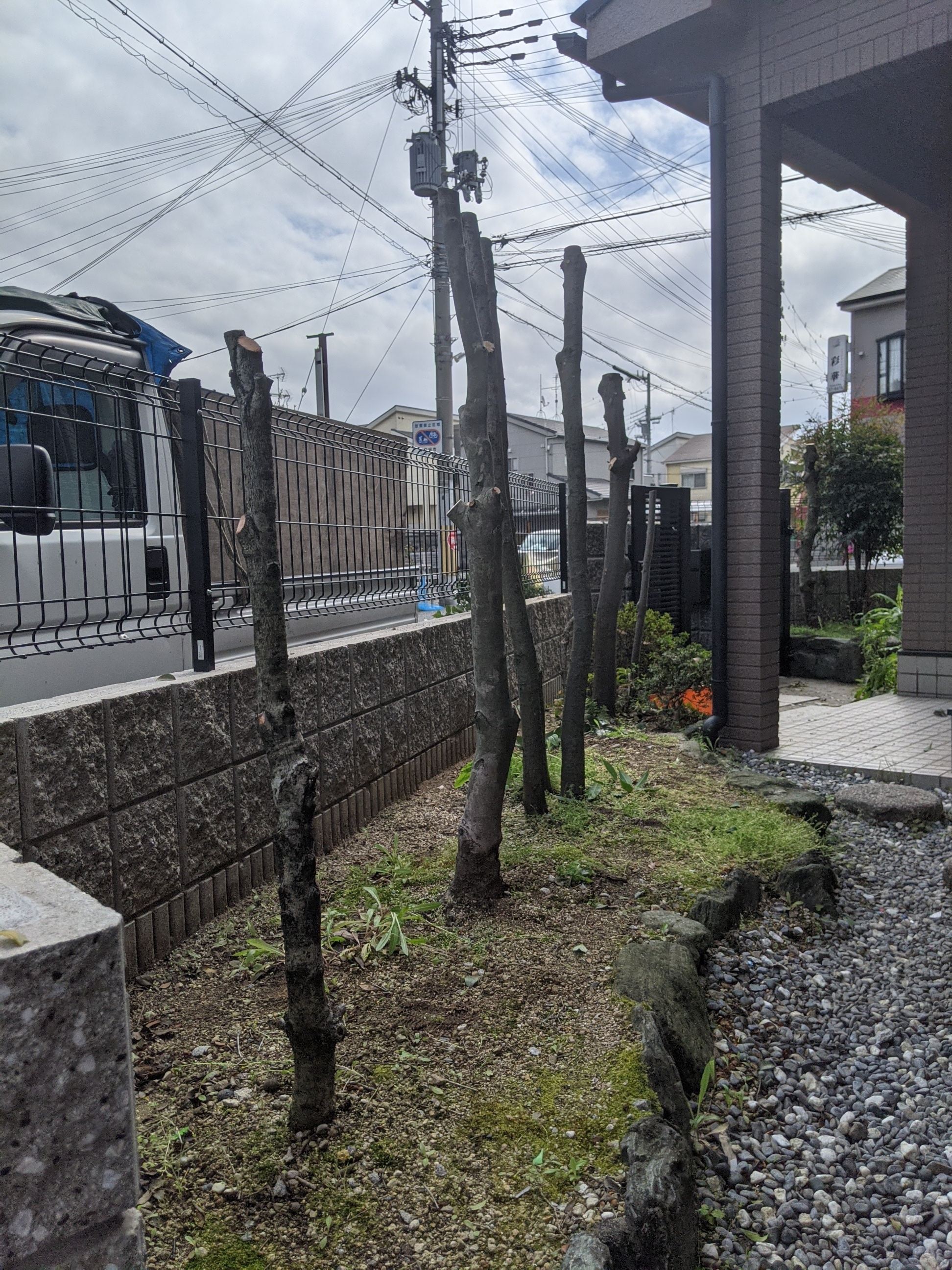 大阪府岸和田市 伐採抜根 カシ、ナンテン、ヒイラギ