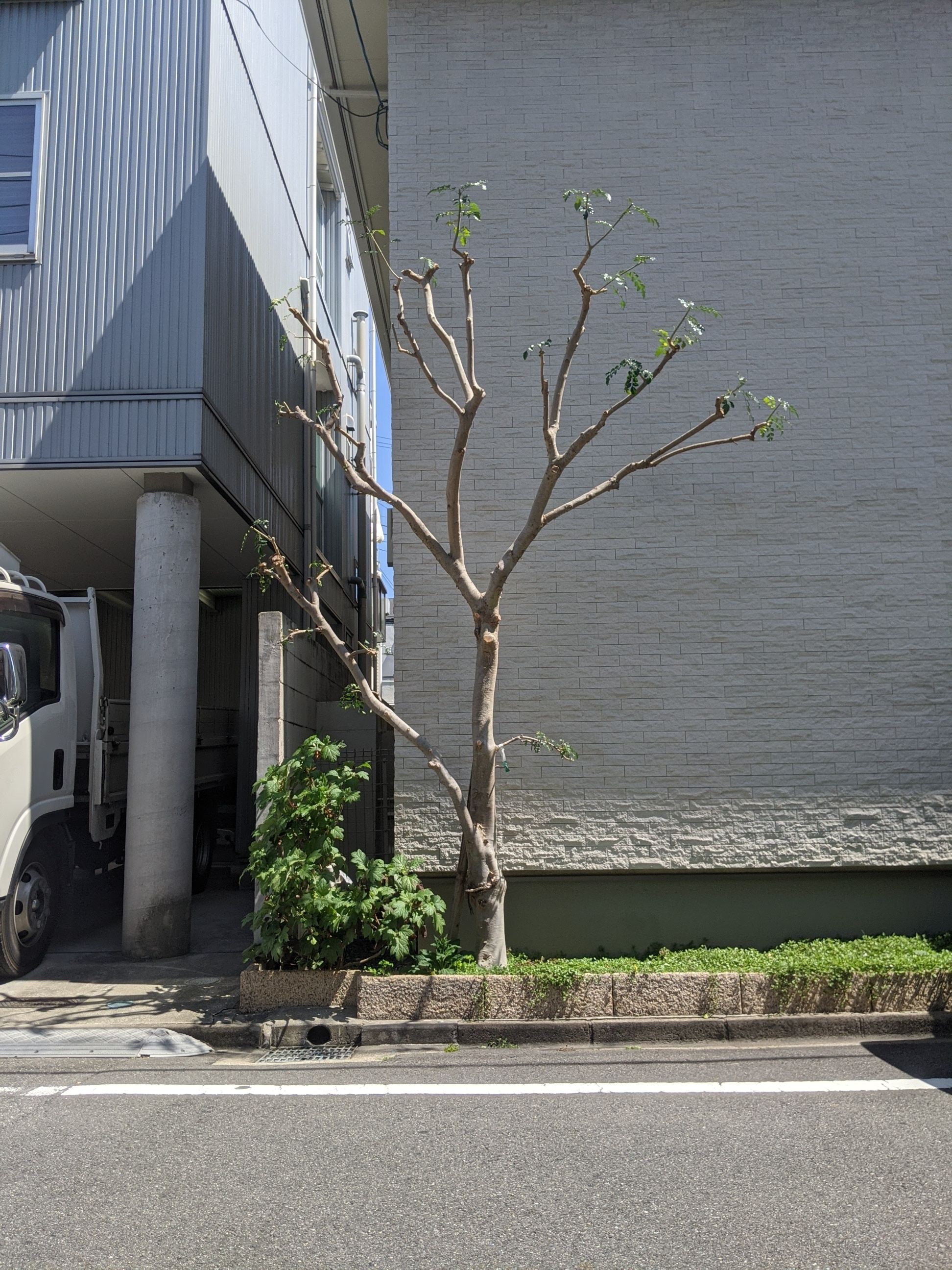 大阪府吹田市 シマネトリコ 剪定