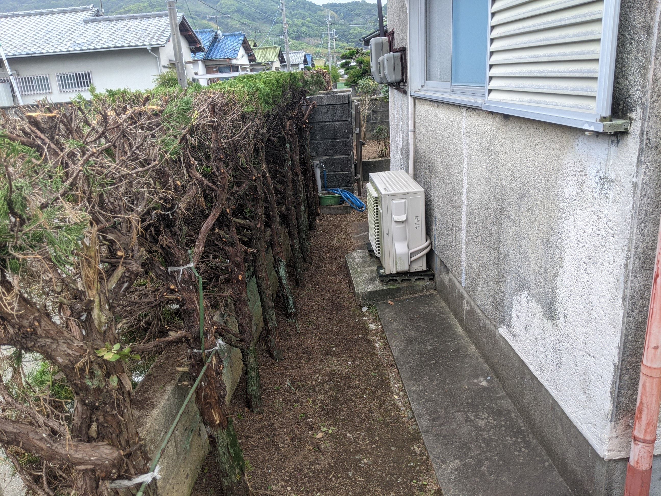 和歌山県紀の川市 剪定、草刈り、刈り込み カイヅカイブキ、マキ、ツツジ、ヒイラギ、南天、イチヂク