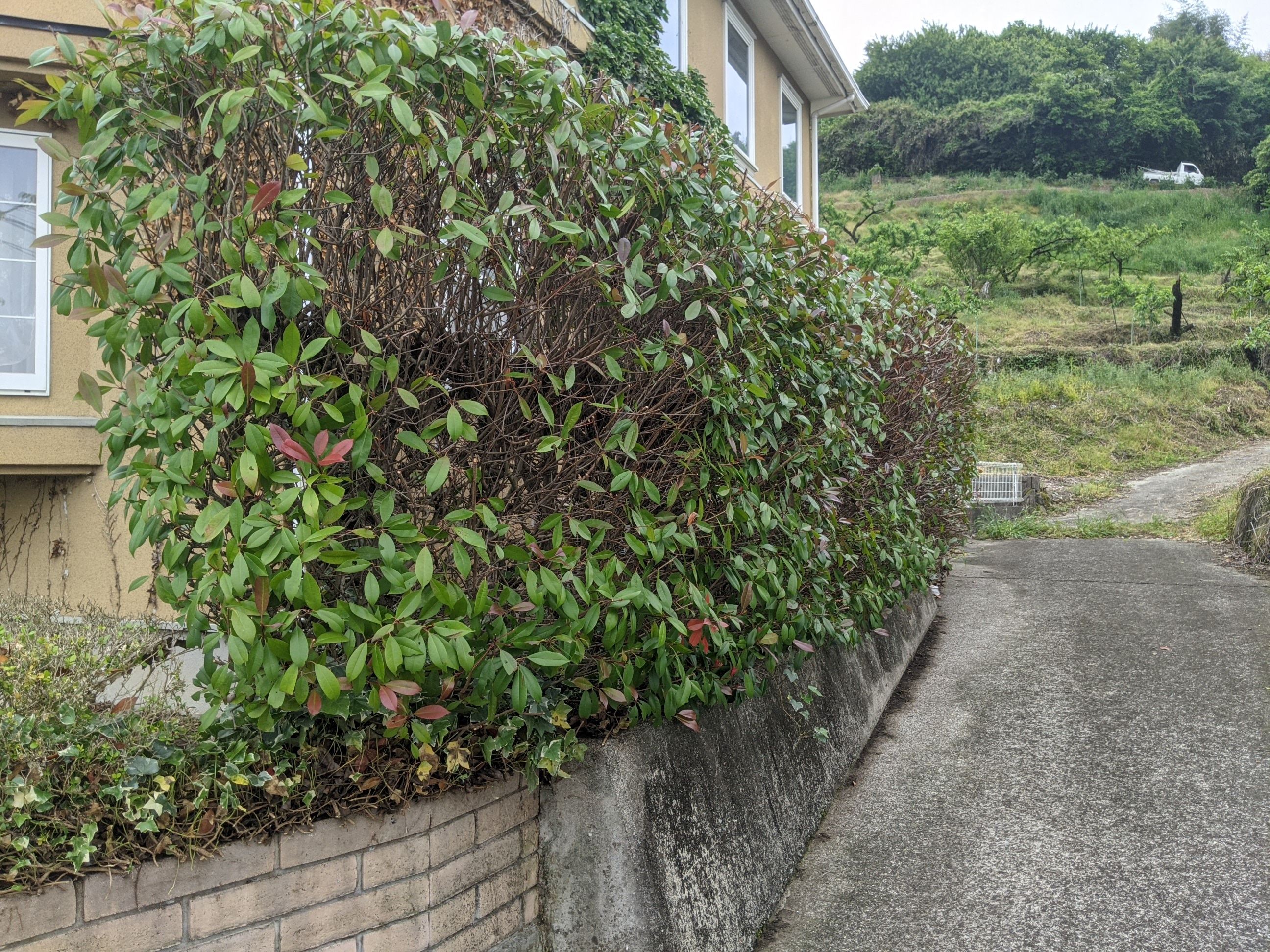 和歌山県かつらぎ町 剪定、刈り込み レッドロビン、ハナミズキ、クヌギ、南天