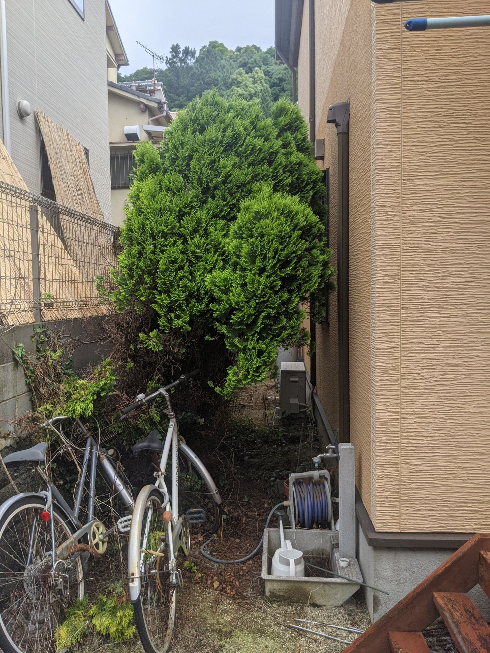 和歌山県和歌山市 剪定 ゴールドクレスト