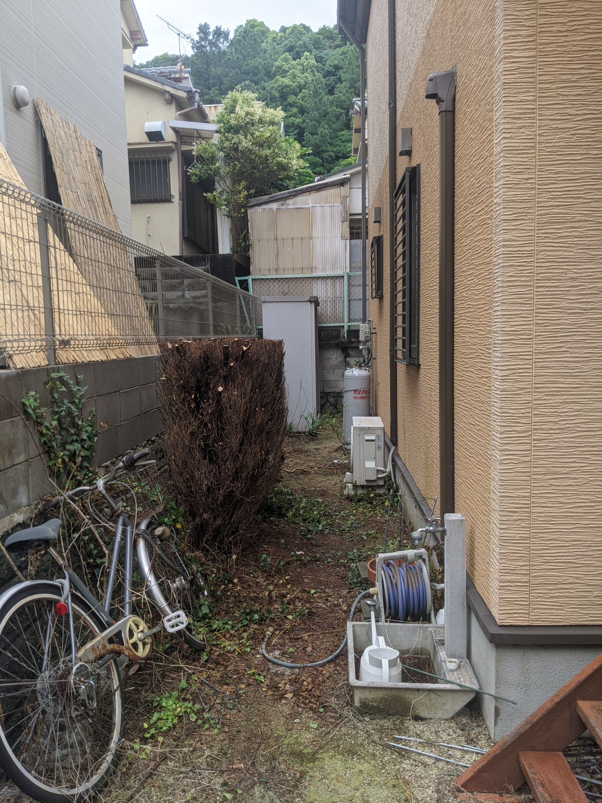 和歌山県和歌山市 剪定 ゴールドクレスト