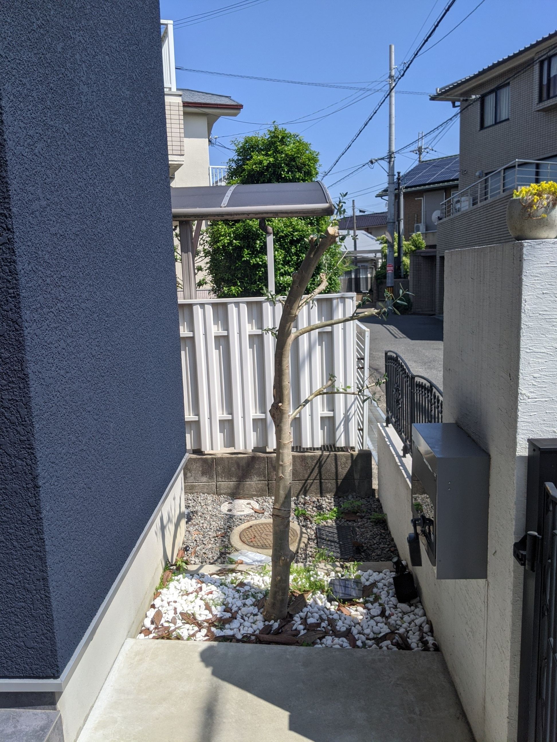 大阪府和泉市 剪定 オリーブ