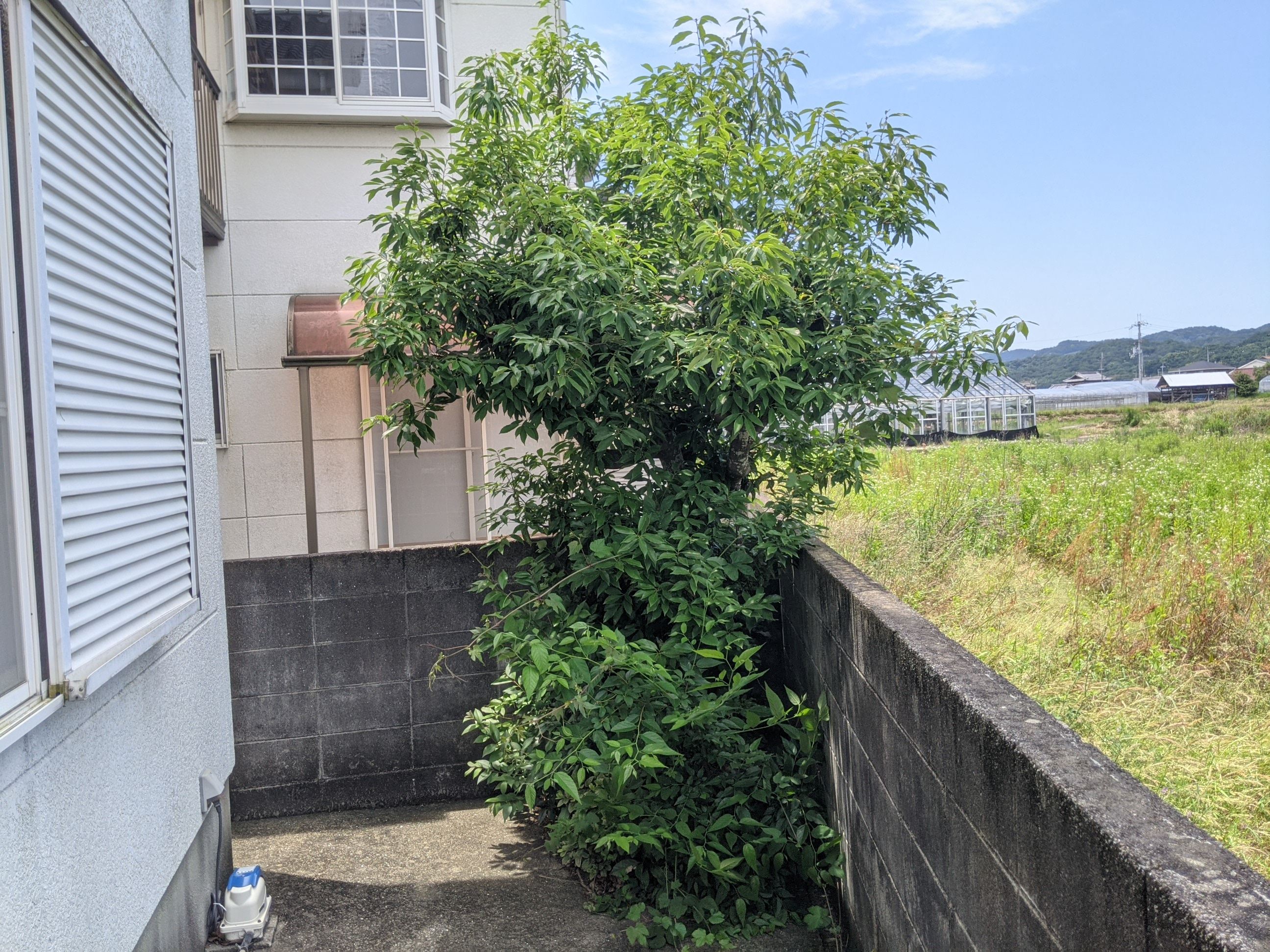 和歌山県紀の川市 剪定 カシ