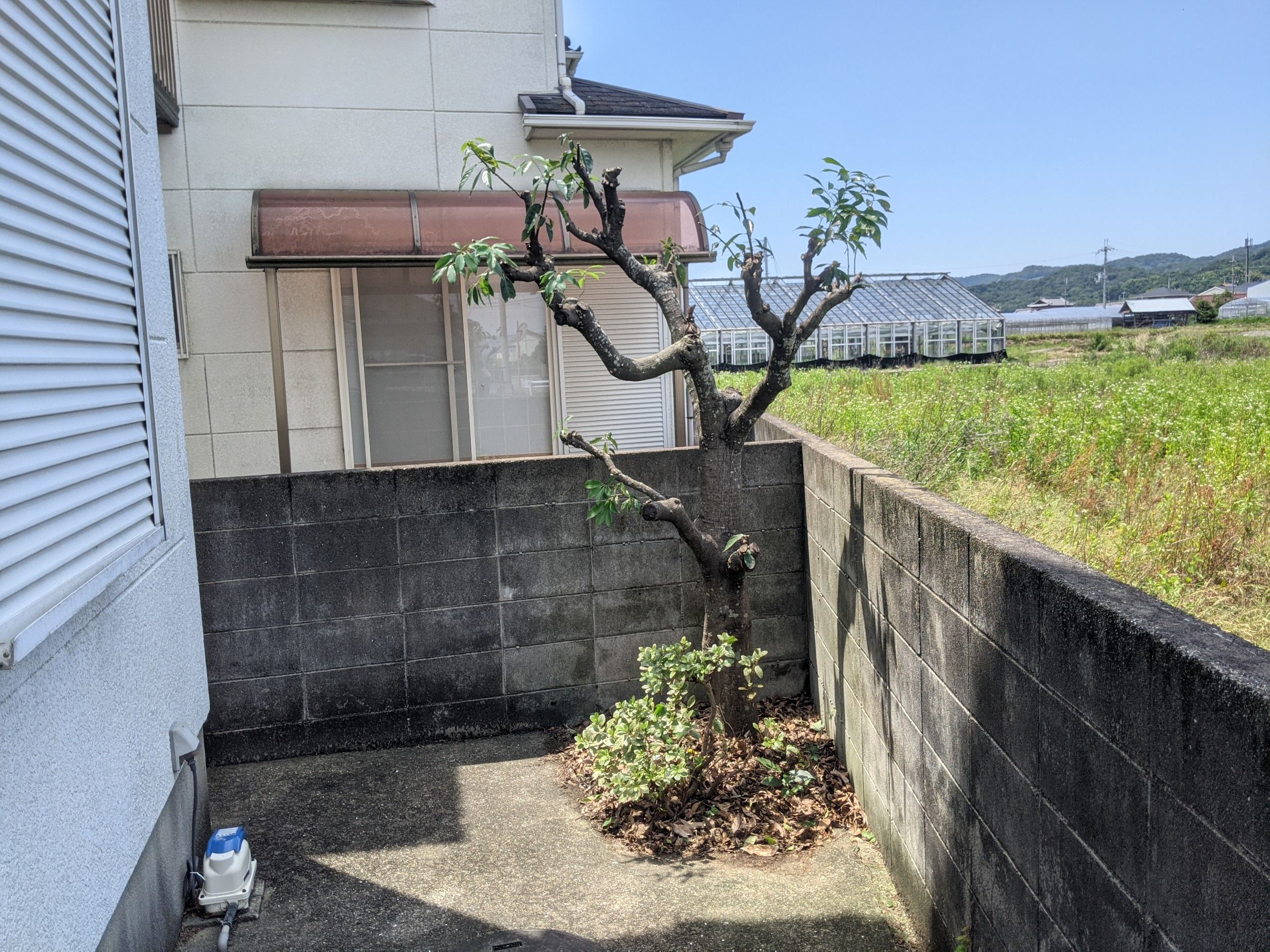 和歌山県紀の川市 剪定 カシ
