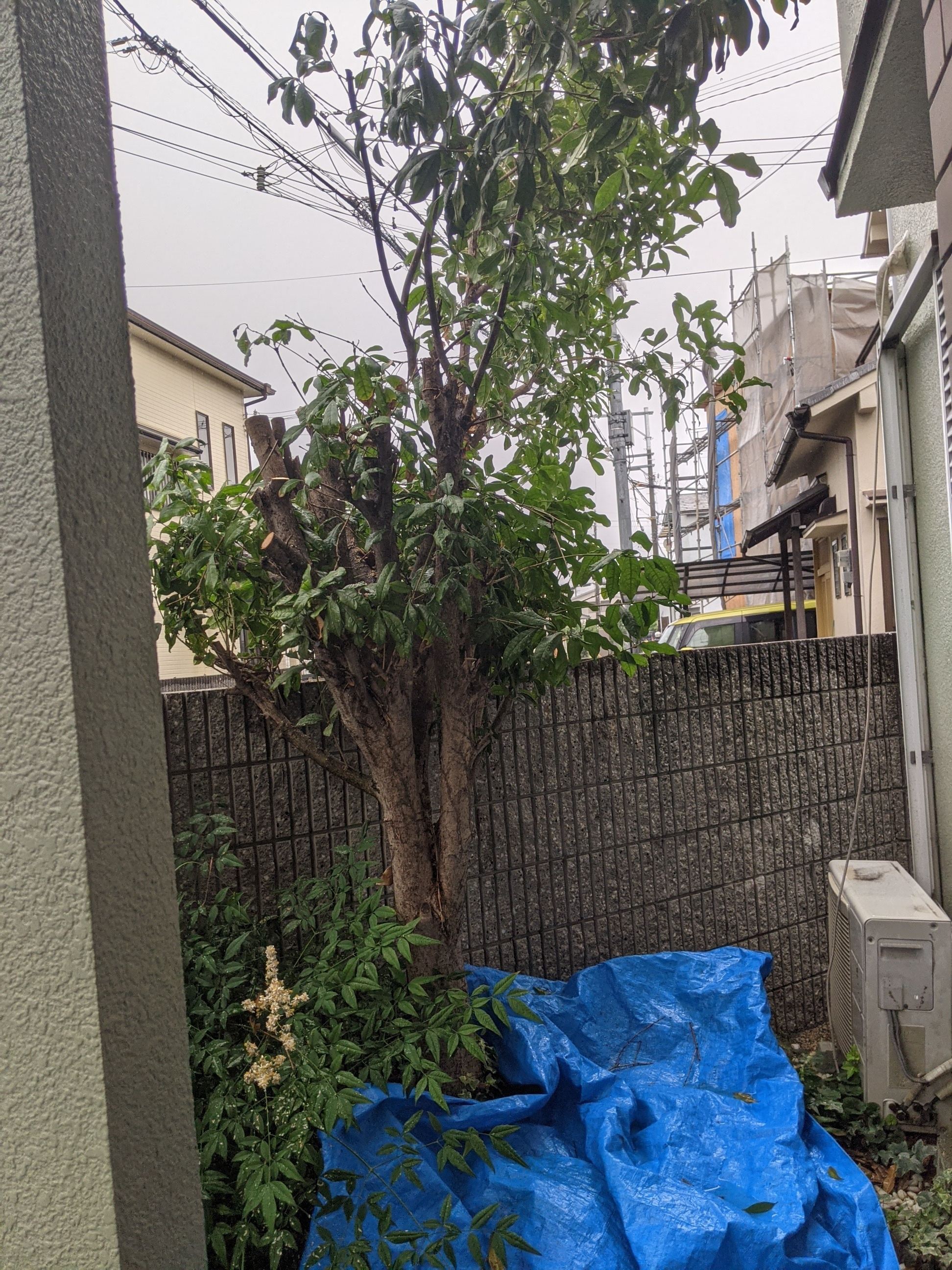 大阪府岸和田市 剪定 キンモクセイ