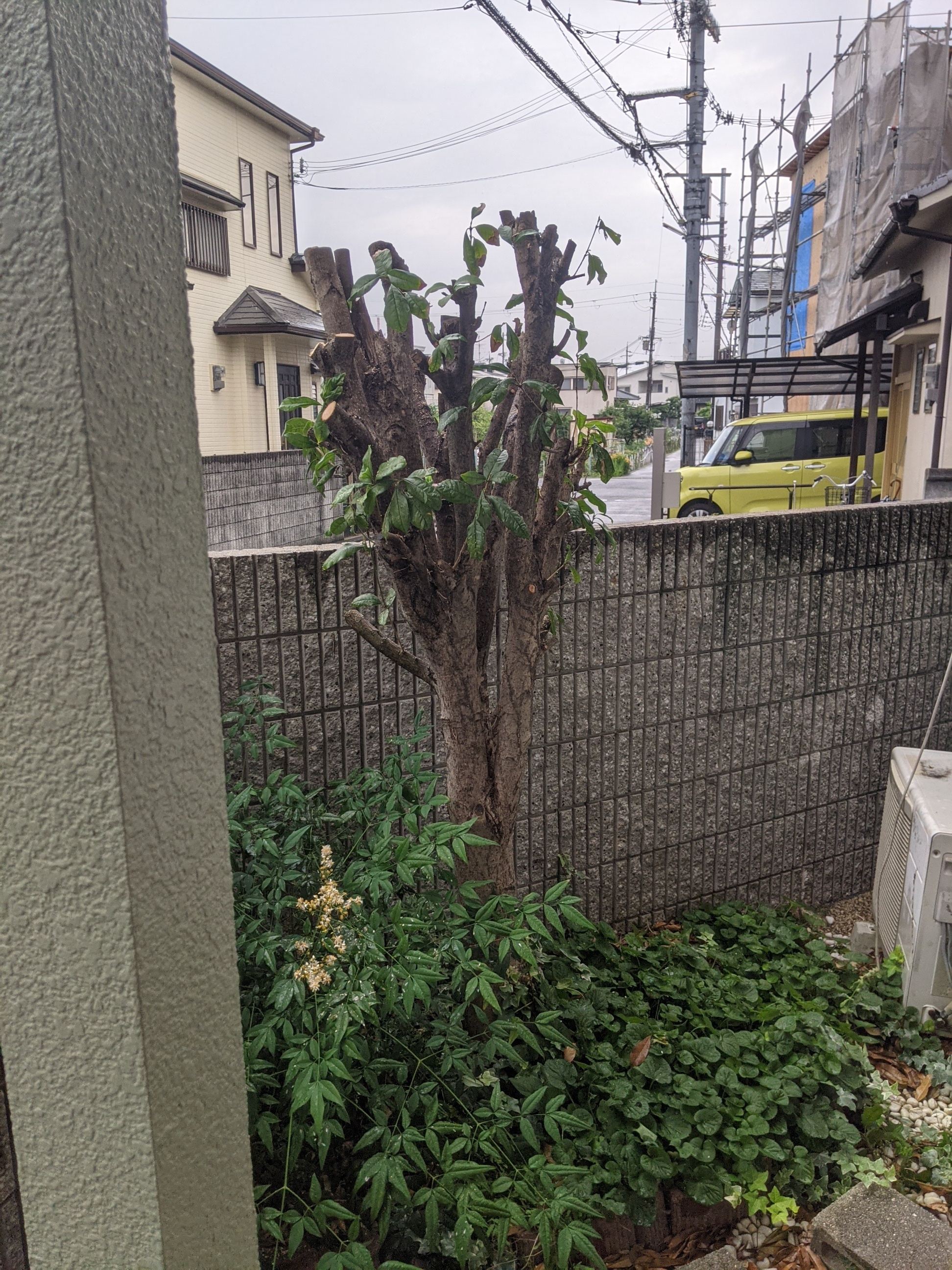 大阪府岸和田市 剪定 キンモクセイ