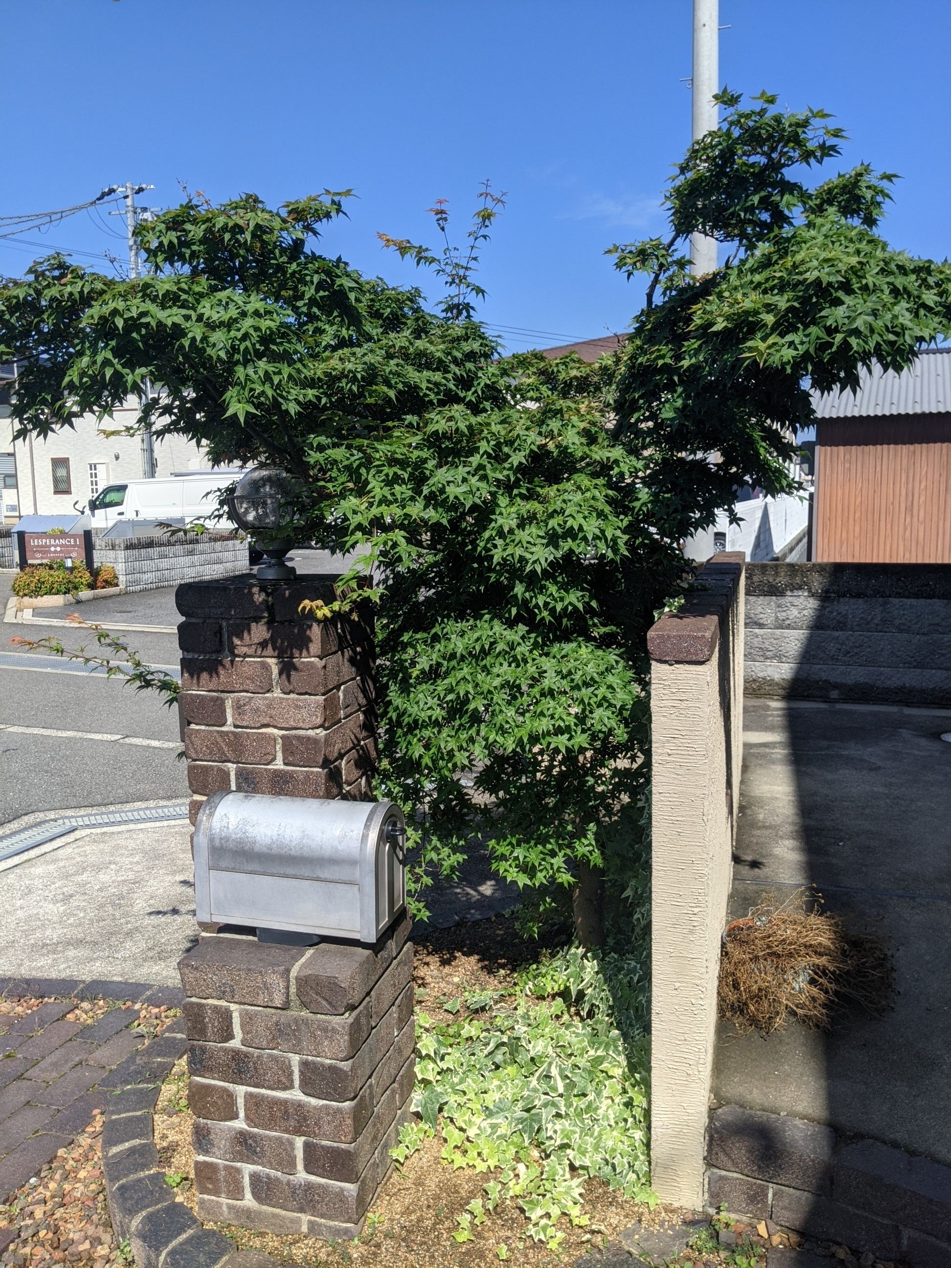 大阪府阪南市 剪定 カエデ