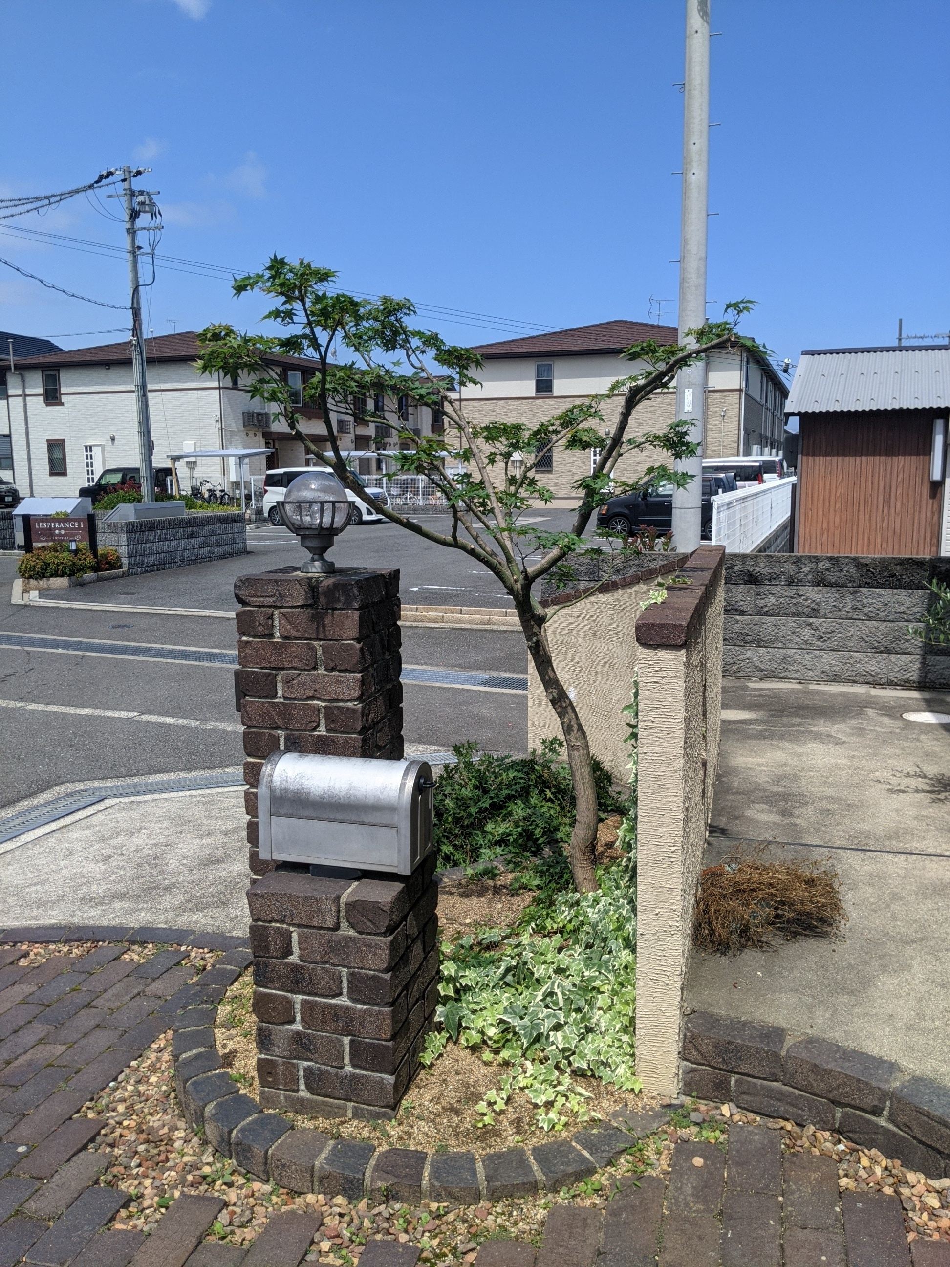大阪府阪南市 剪定 カエデ
