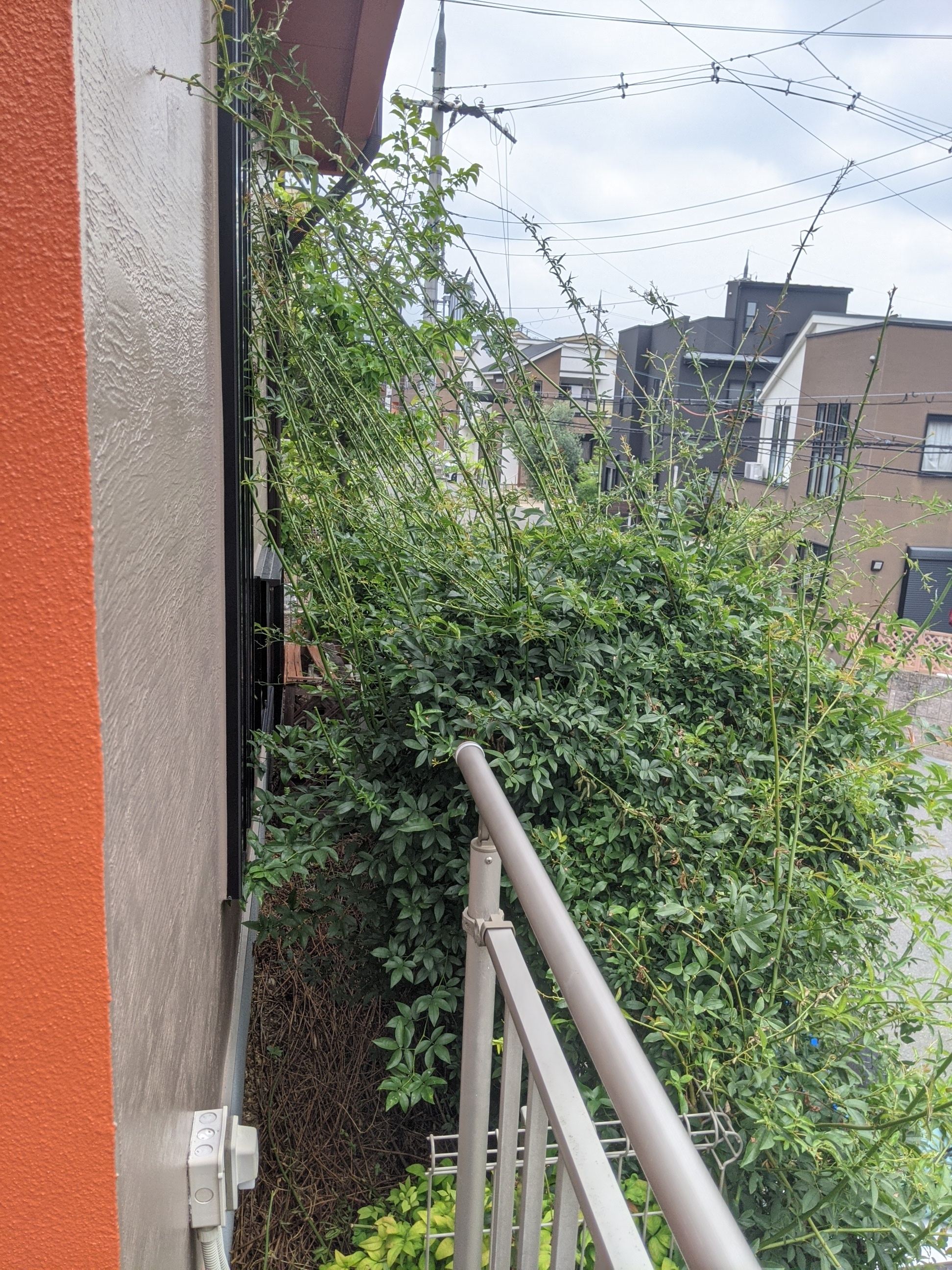 大阪府枚方市 剪定 バラ
