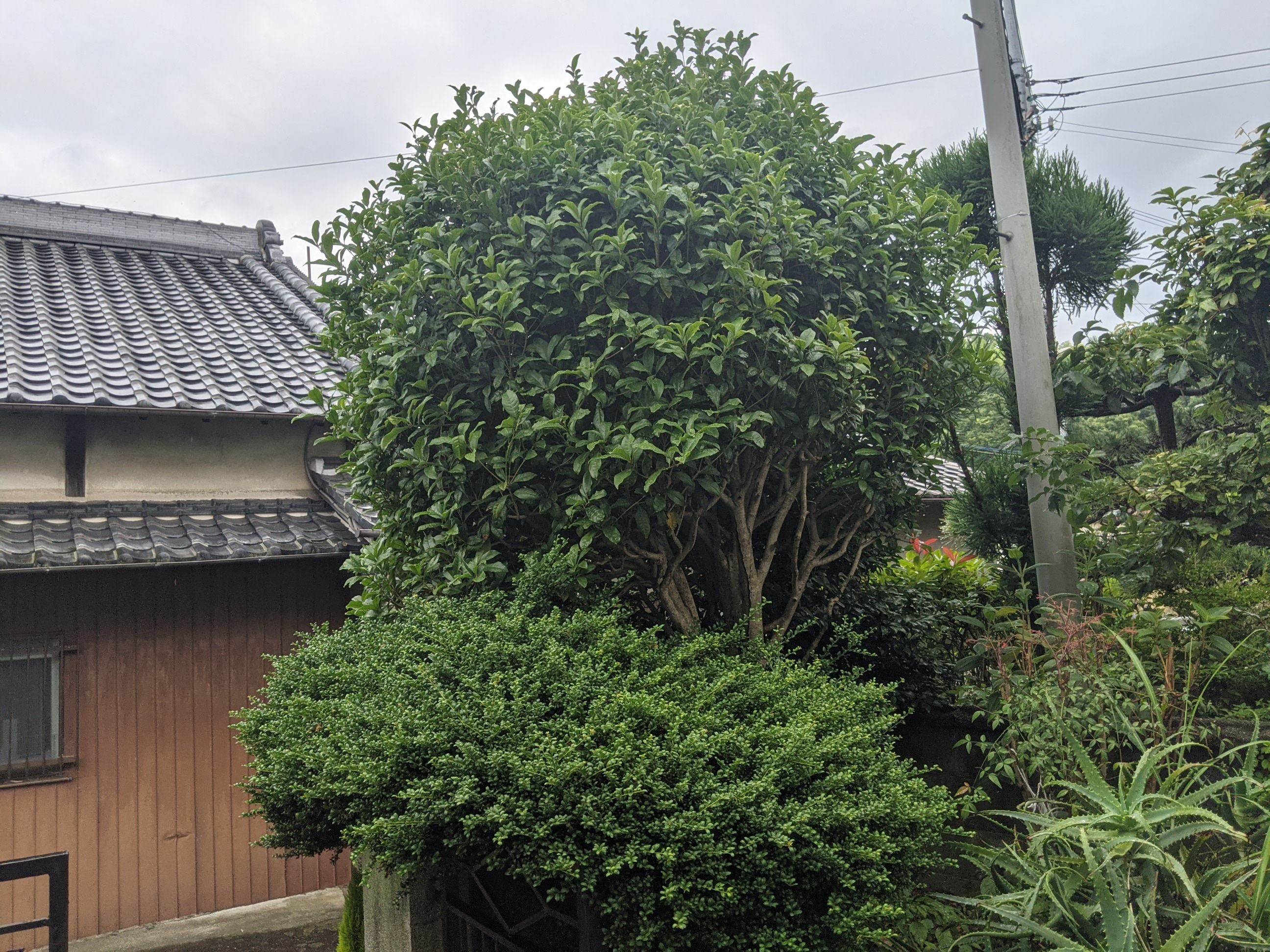 大阪府泉南郡 刈り込み キンモクセイ
