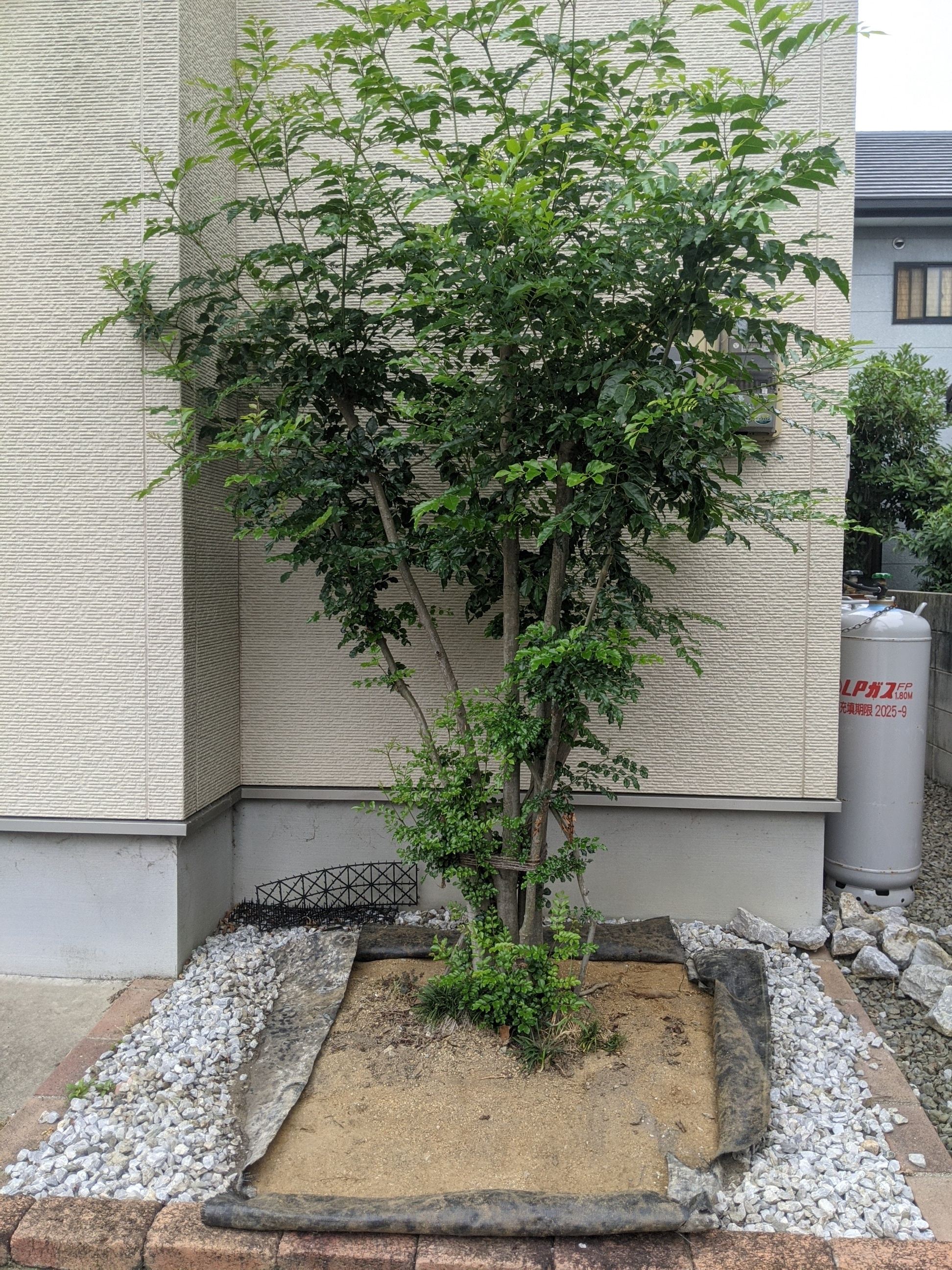  和歌山県和歌山県 抜根 シマトネリコ