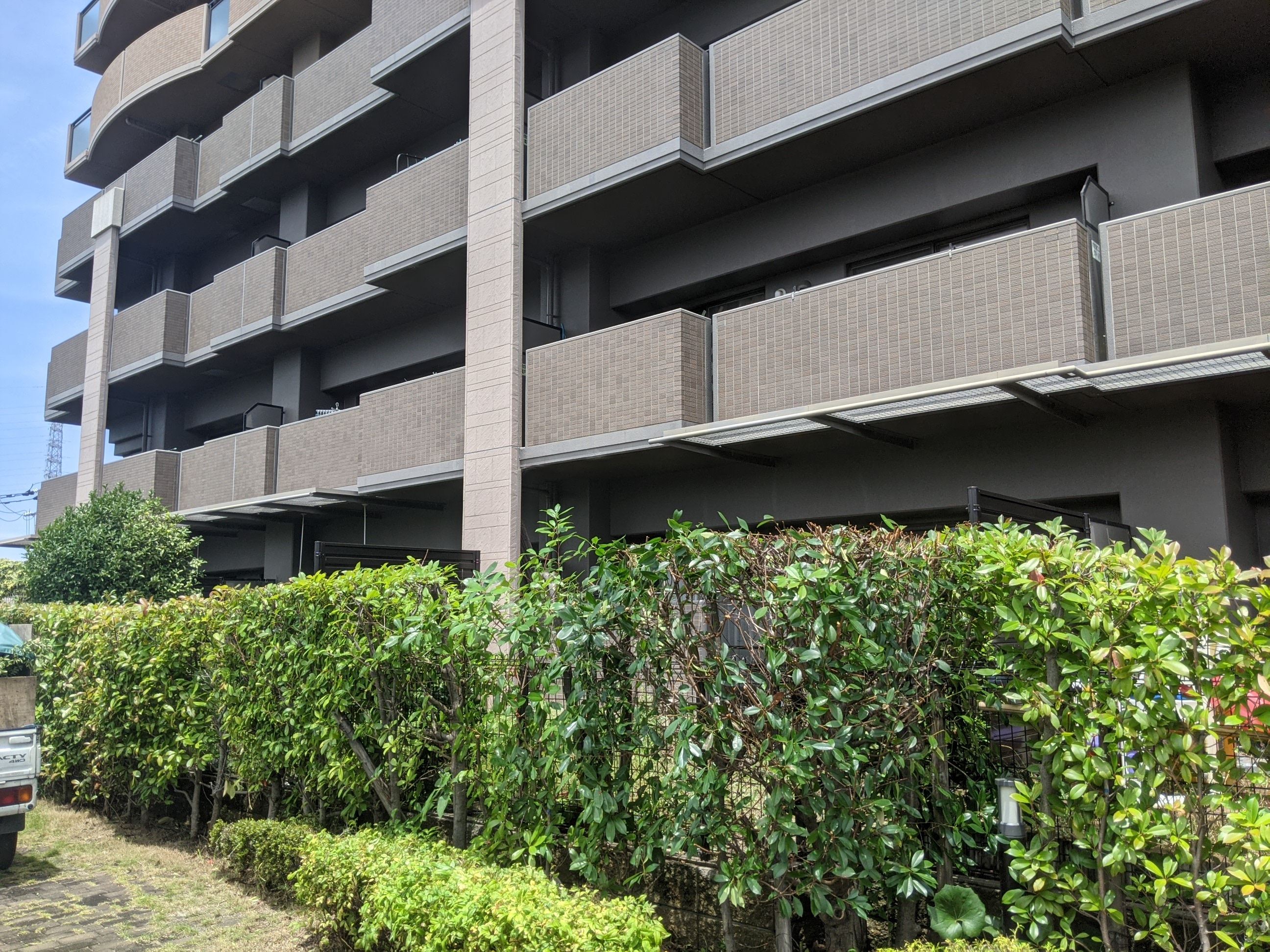 大阪府和泉市 剪定 オリーブ