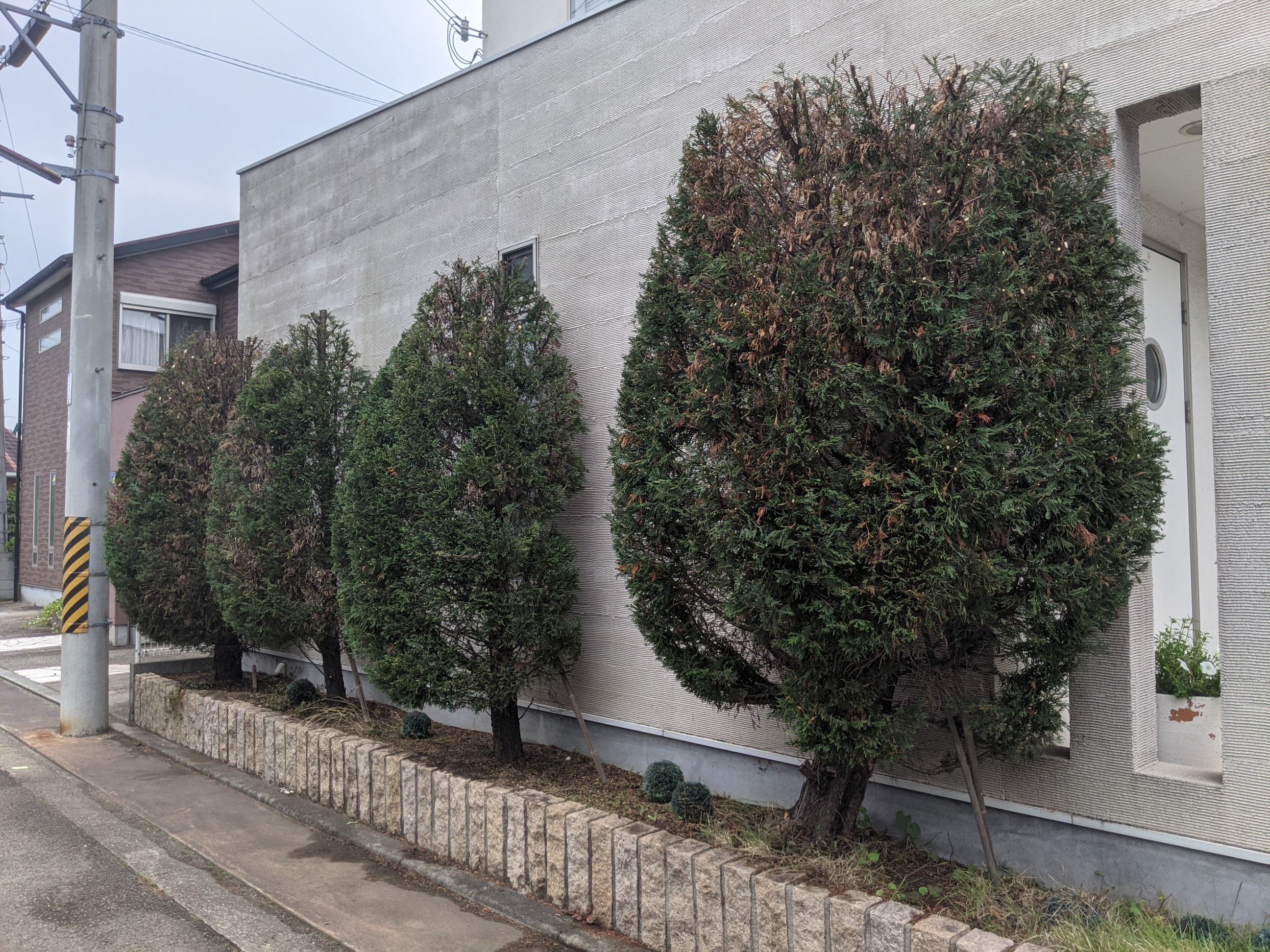 和歌山県和歌山市 剪定 クレスト×4本