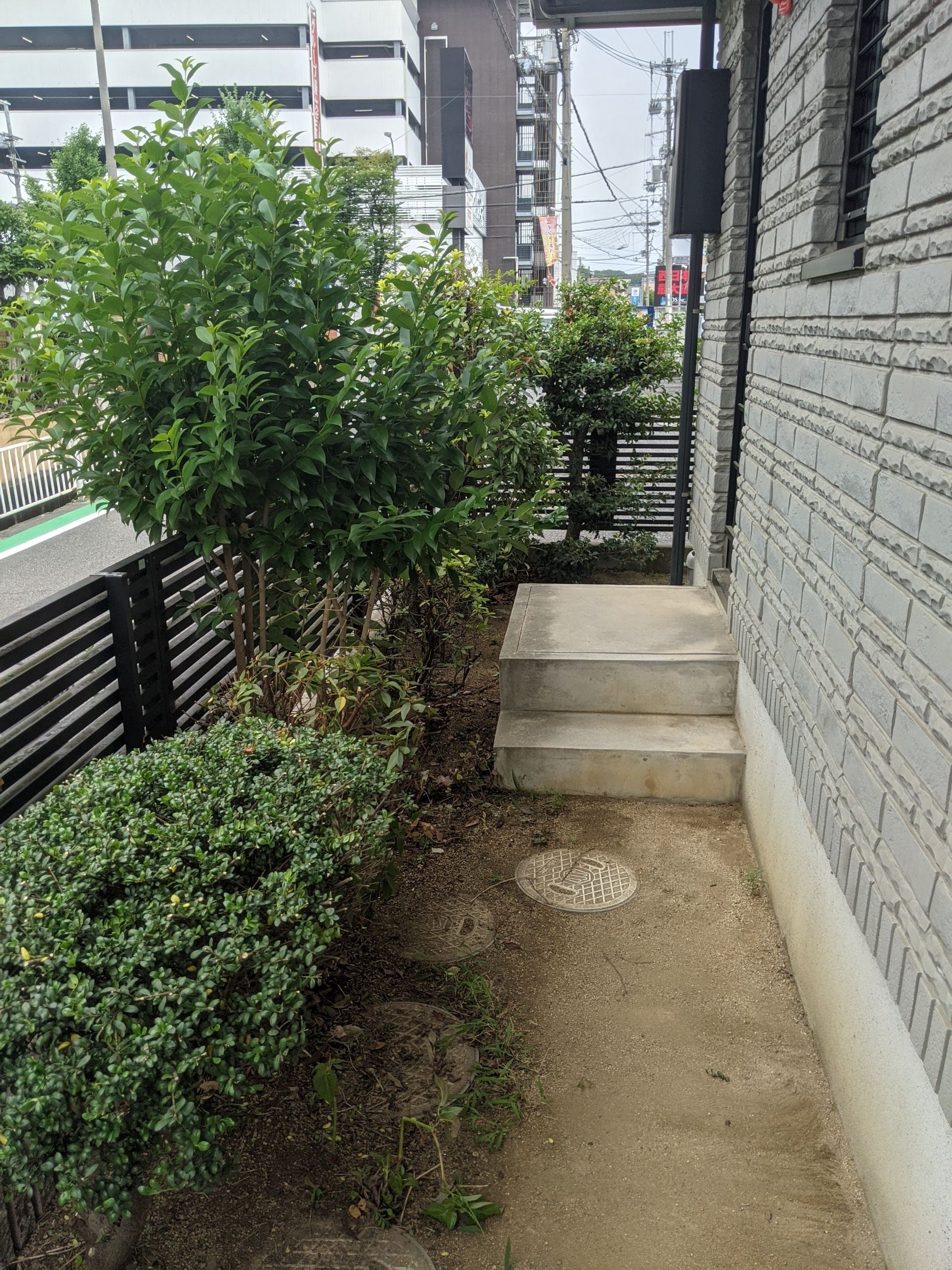 大阪府藤井寺市 剪定 桜、ヒイラギ、ナンテン