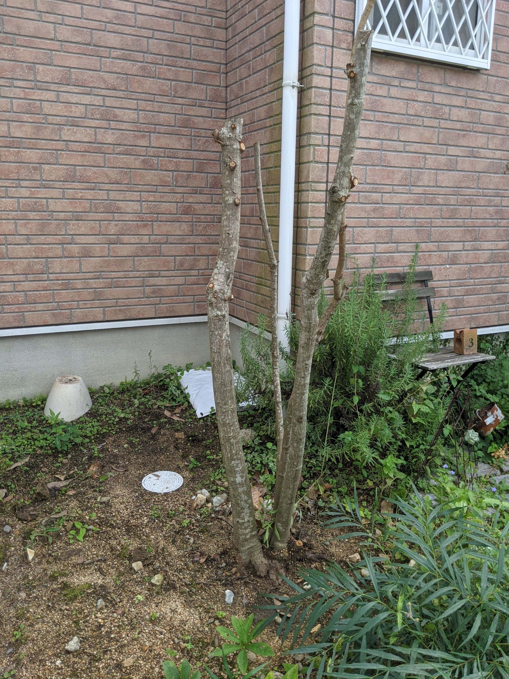 大阪府泉南市 抜根 植木
