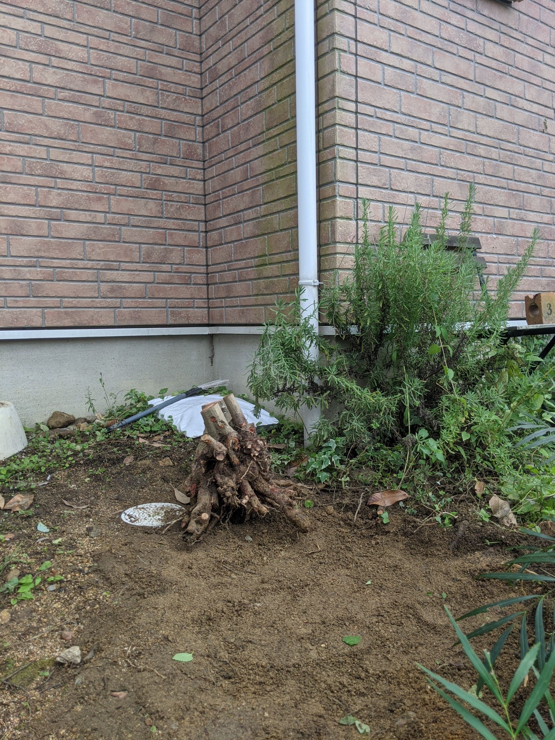 大阪府泉南市 抜根 植木