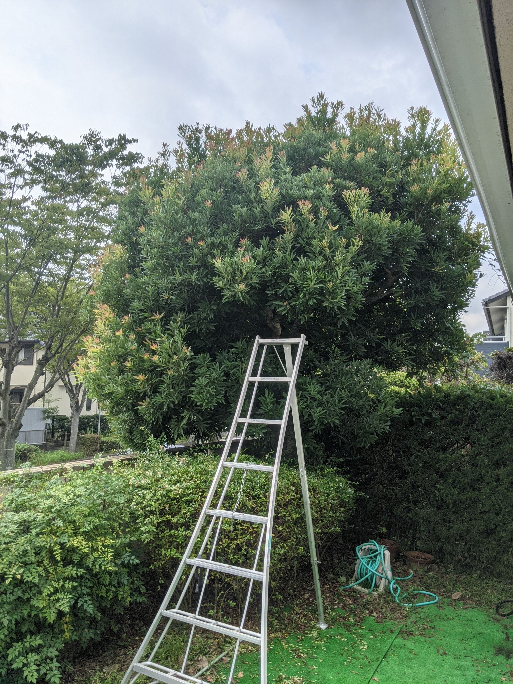 奈良県奈良市 剪定 5m植木×2本、シュロ