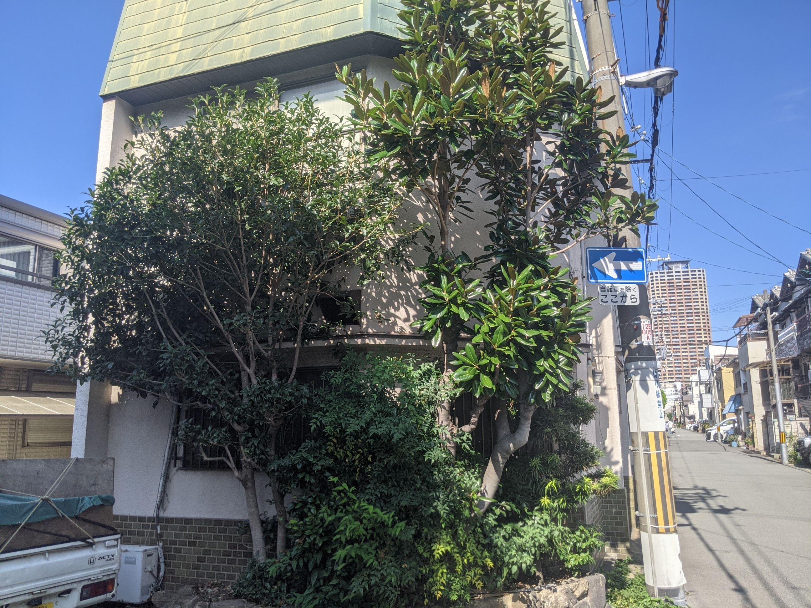 大阪府大阪市 伐採 マキ、ビワ、キンモクセイ、ナンテン、シュロ竹