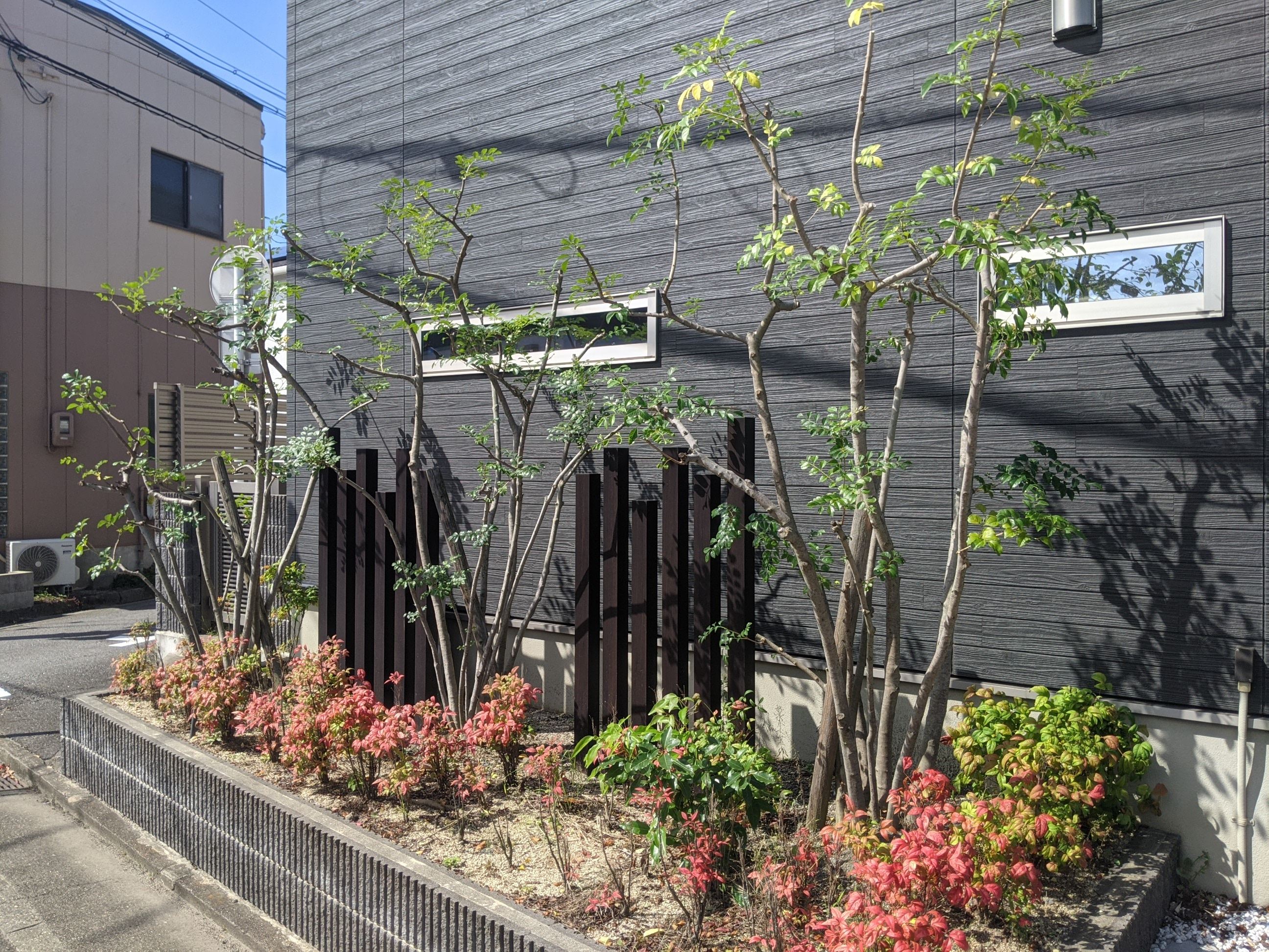 和歌山県和歌山市 剪定 シマトネリコ 令和3年9月21日午前