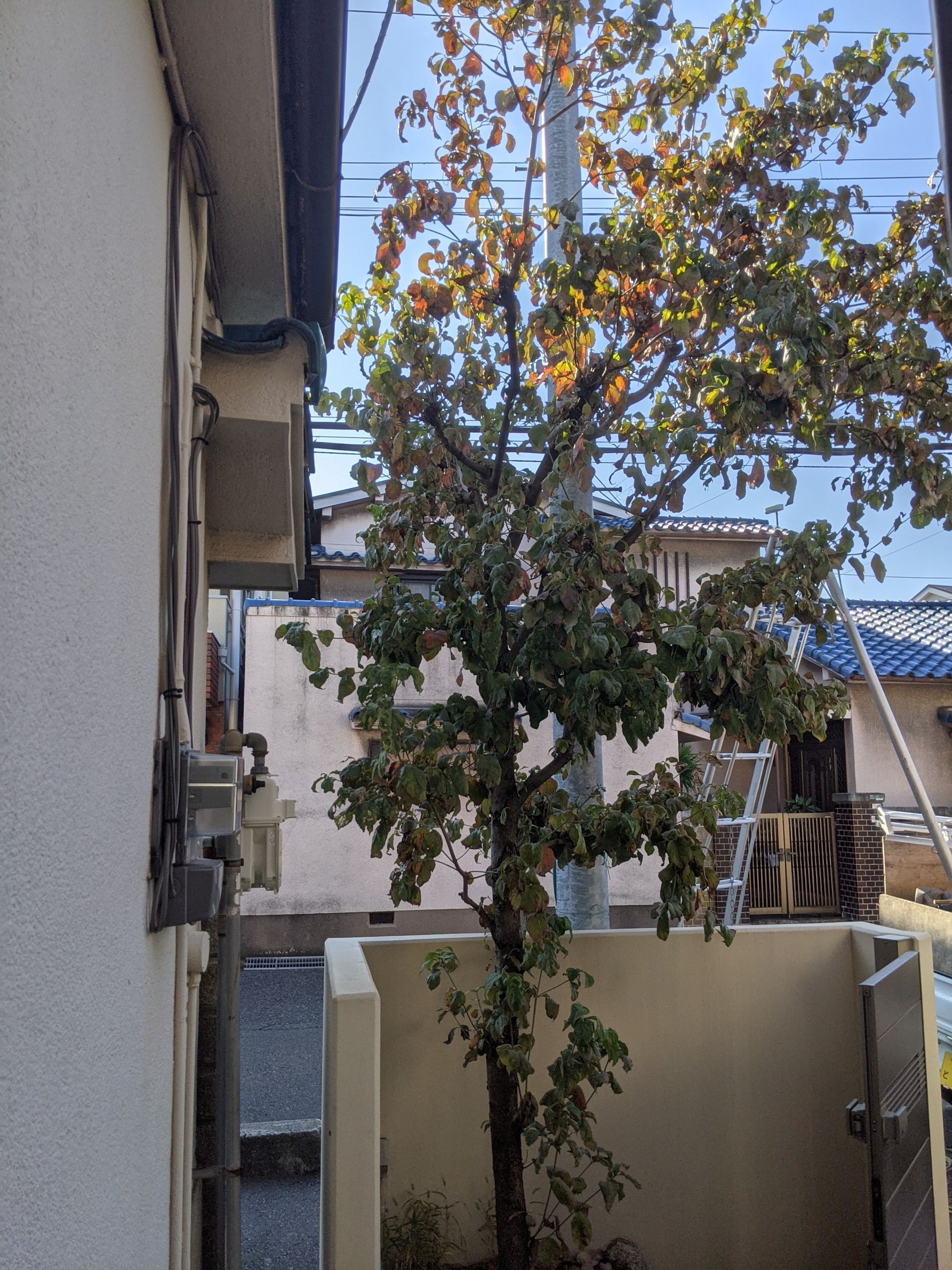 大阪府岸和田市 剪定、消毒 ハナミズキ、うどんこ病対策 令和3年10月9日午前 本日午前