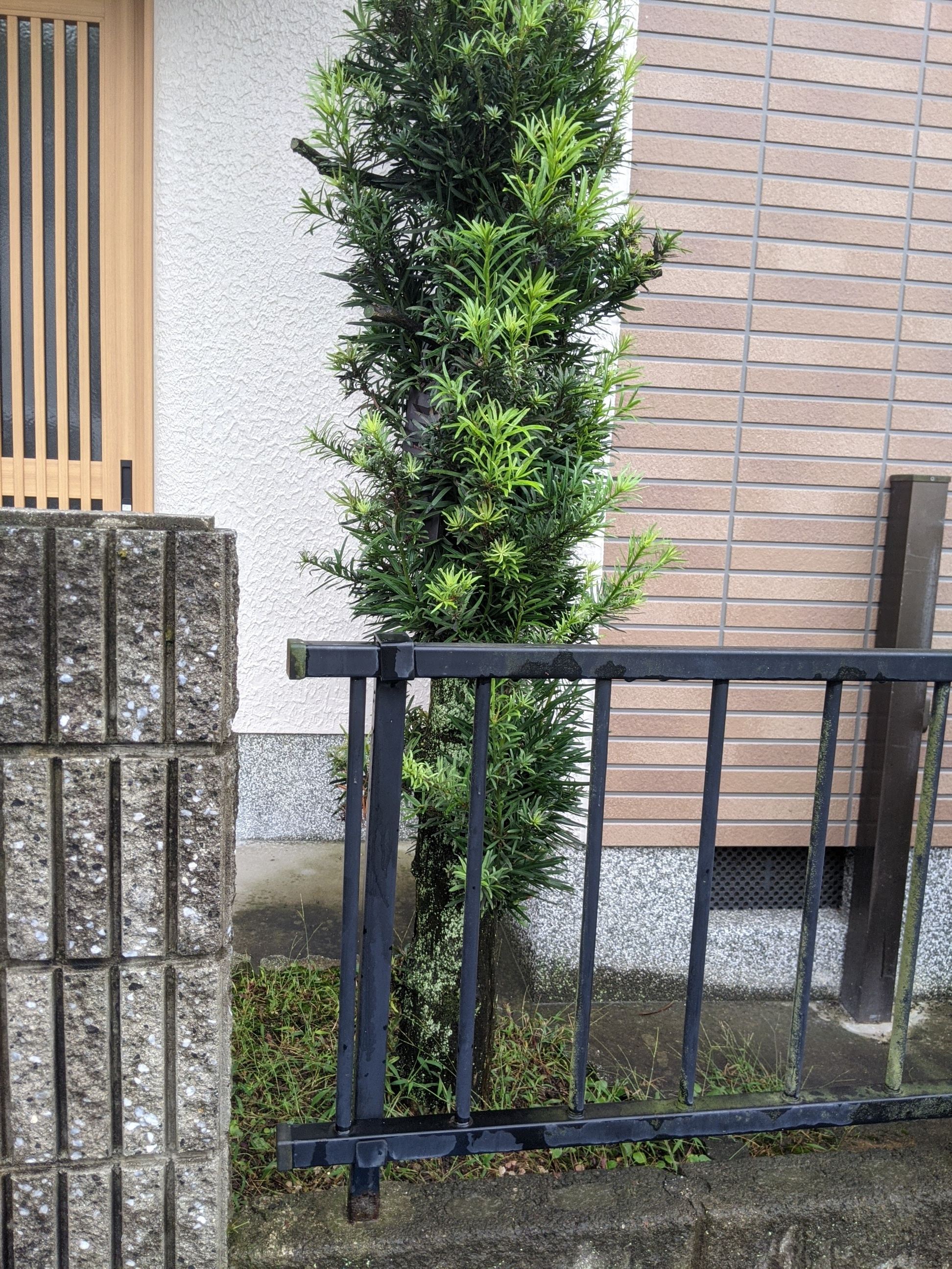 大阪府岸和田市 伐採 マキ、キンモクセイ2本、シマトネリコ、植木 令和3年10月17日