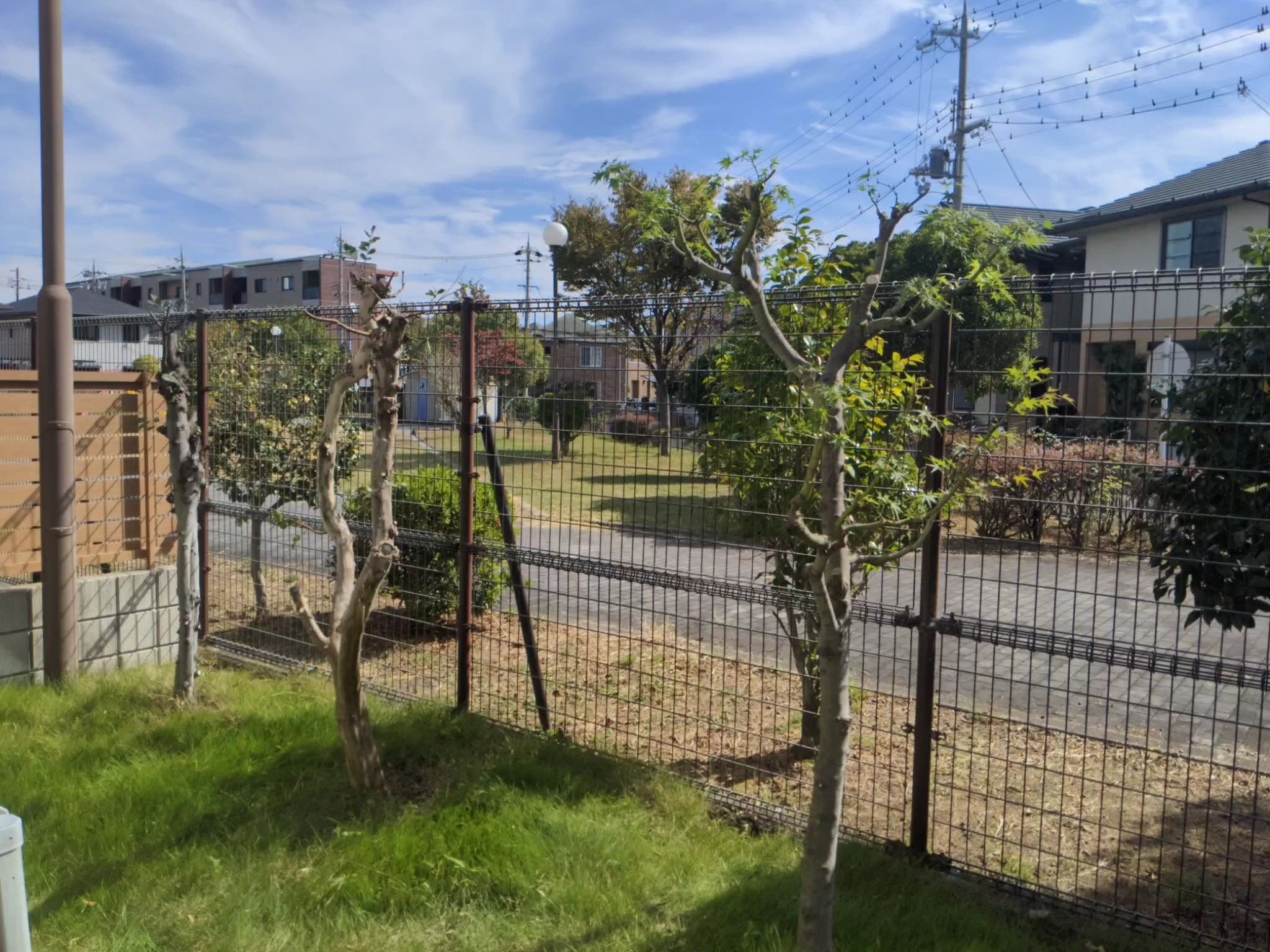 大阪府泉佐野市 剪定 ハナミズキ、キンモクセイ、アジサイ、 カエデ、サルスベリ、月桂樹 令和3年10月24日