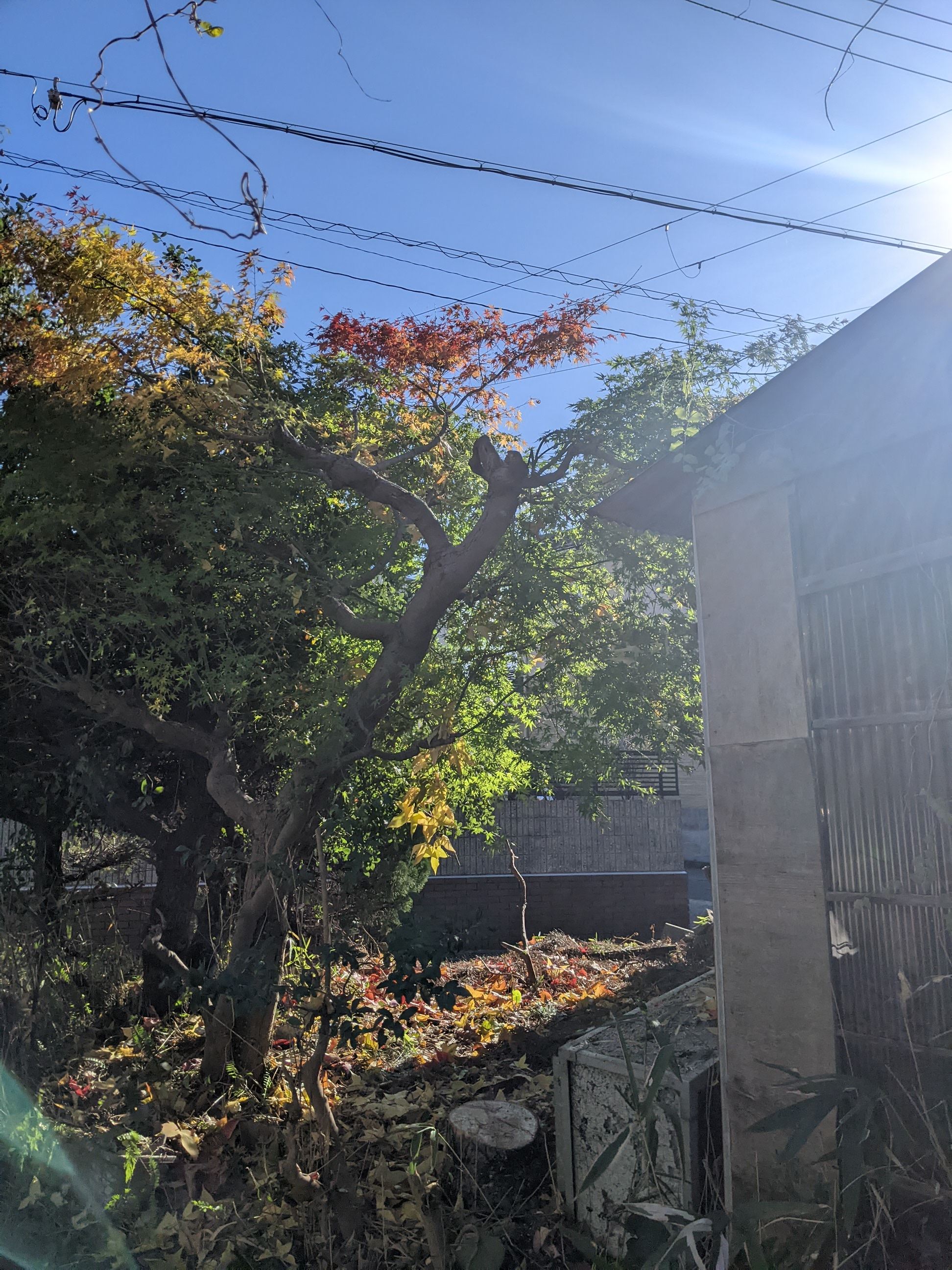 和歌山県和歌山市 伐採 松、ハナノキ 令和3年12月3日、4日