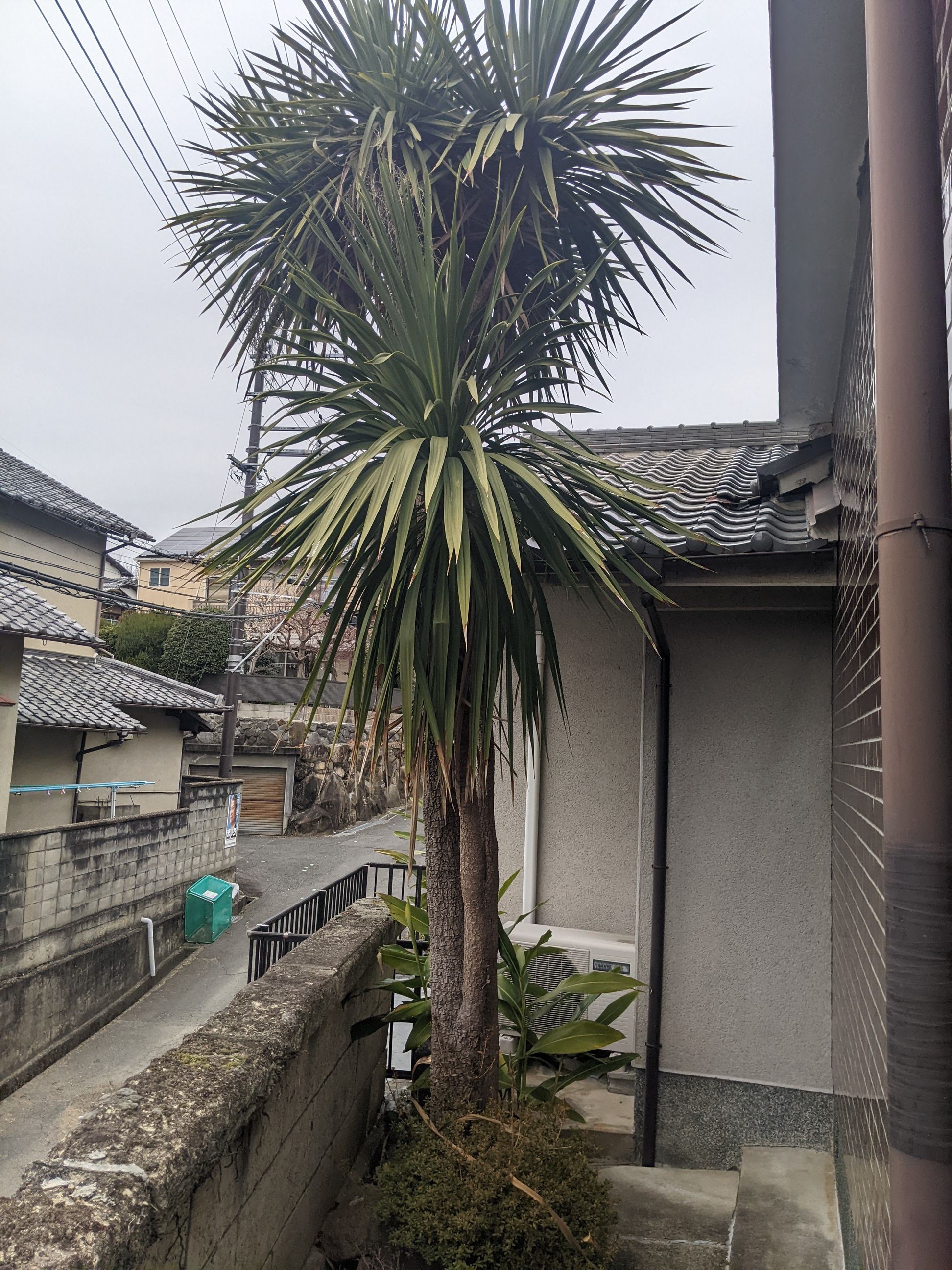 奈良県奈良市 剪定 ツゲ、マキ、植木、ドラセナ 令和4年1月23日