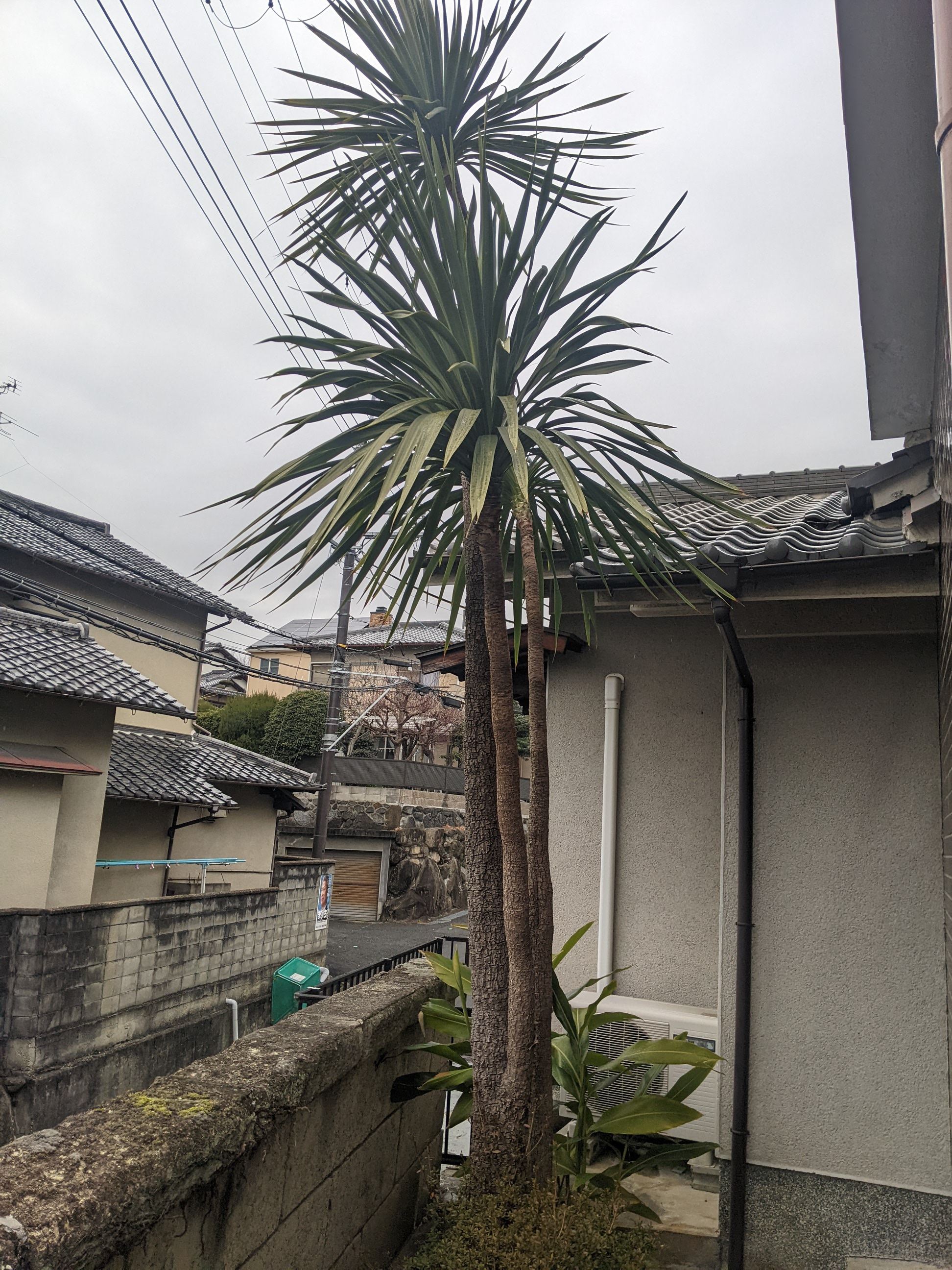 奈良県奈良市 剪定 ツゲ、マキ、植木、ドラセナ 令和4年1月23日