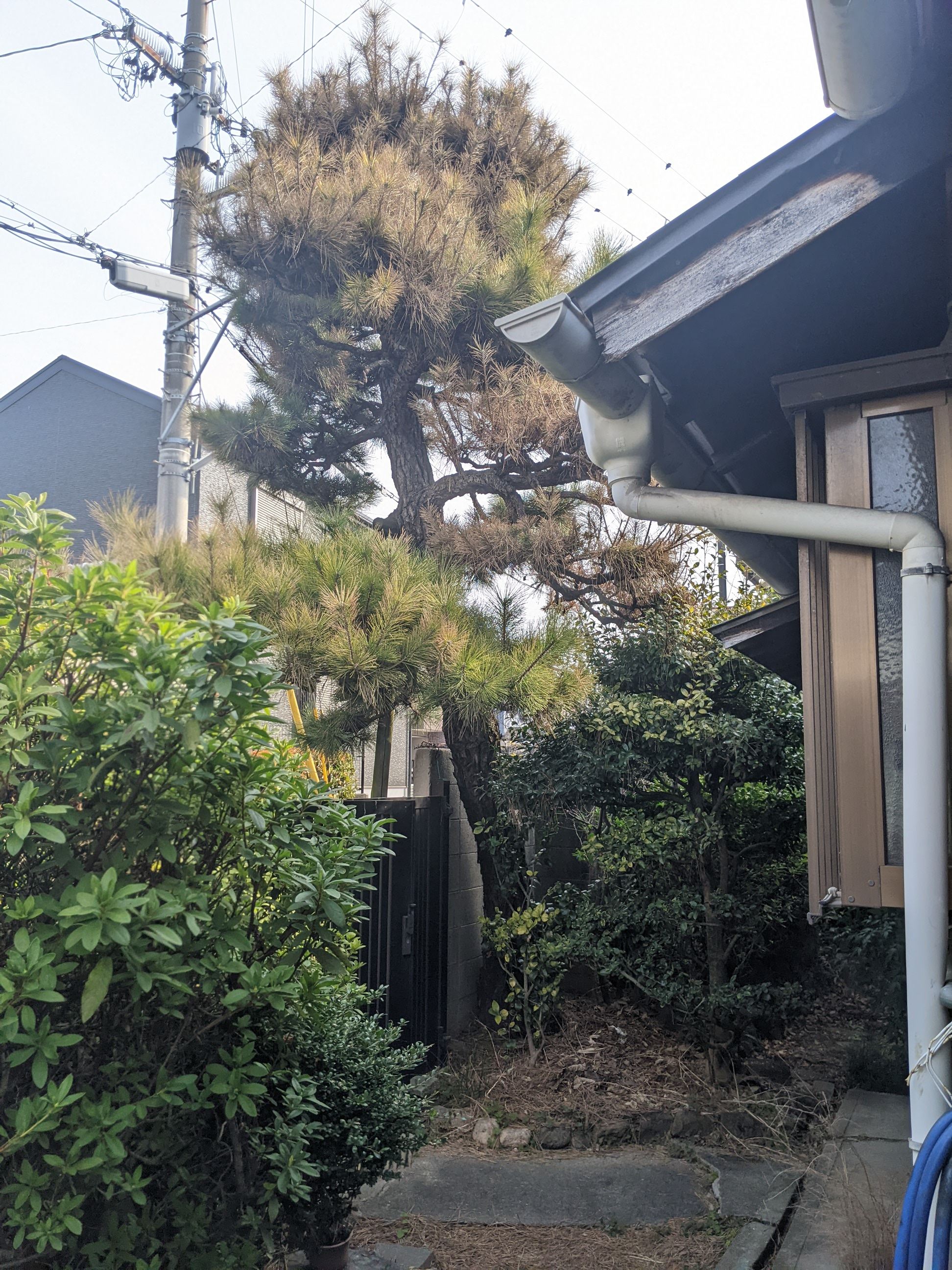 大阪府高石市 空き家一括管理 伐採、草刈り 梅、松、アロエ、ツバキ、ツツジ、柿、雑木など 計52本 令和4年 3月 10日、11日、14日〜18日