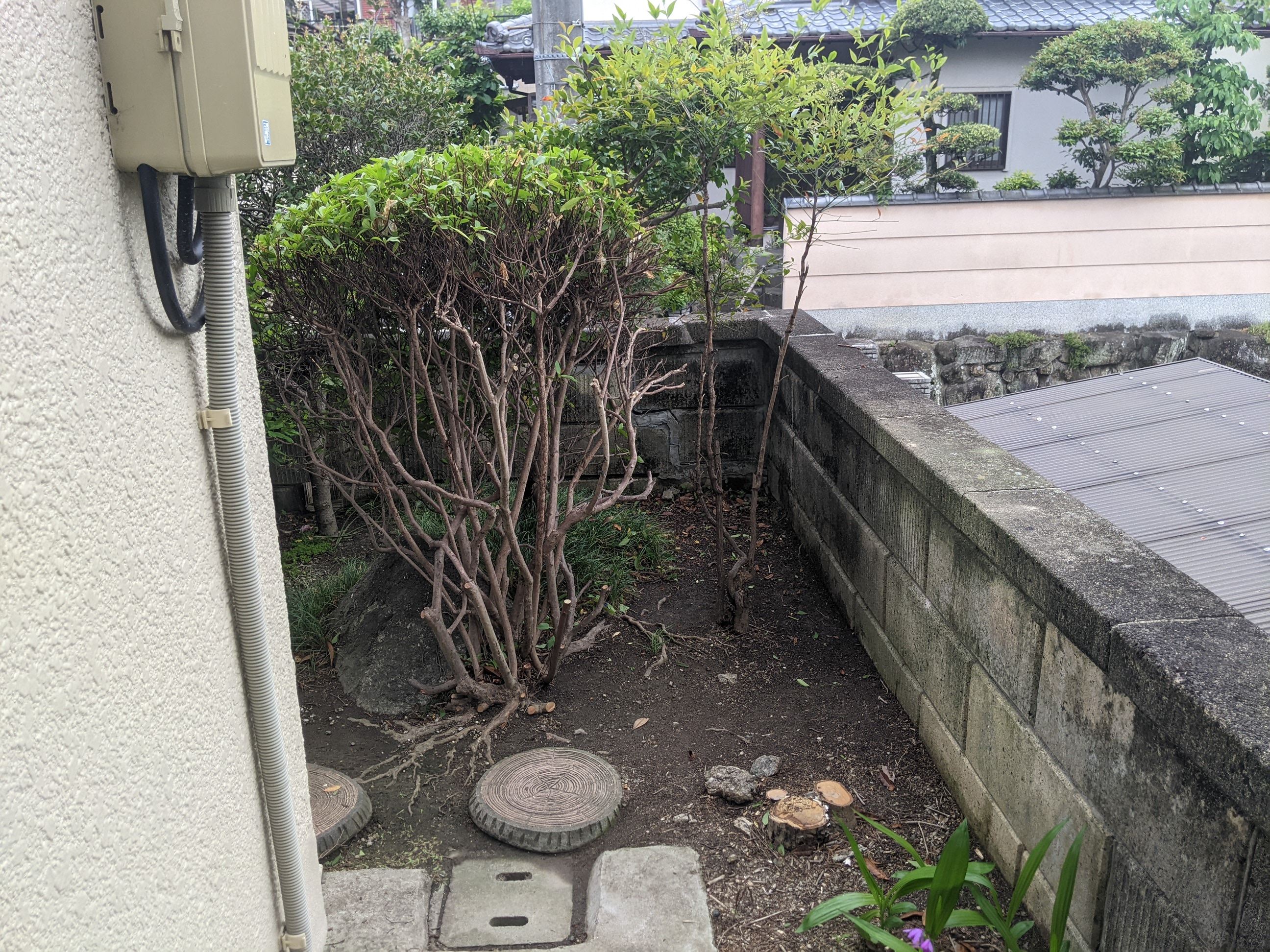 奈良県奈良市 剪定、伐採、 カイヅカイブキ、ツバキ、キンモクセイ、ヤマボウシ 令和4年 5月15日