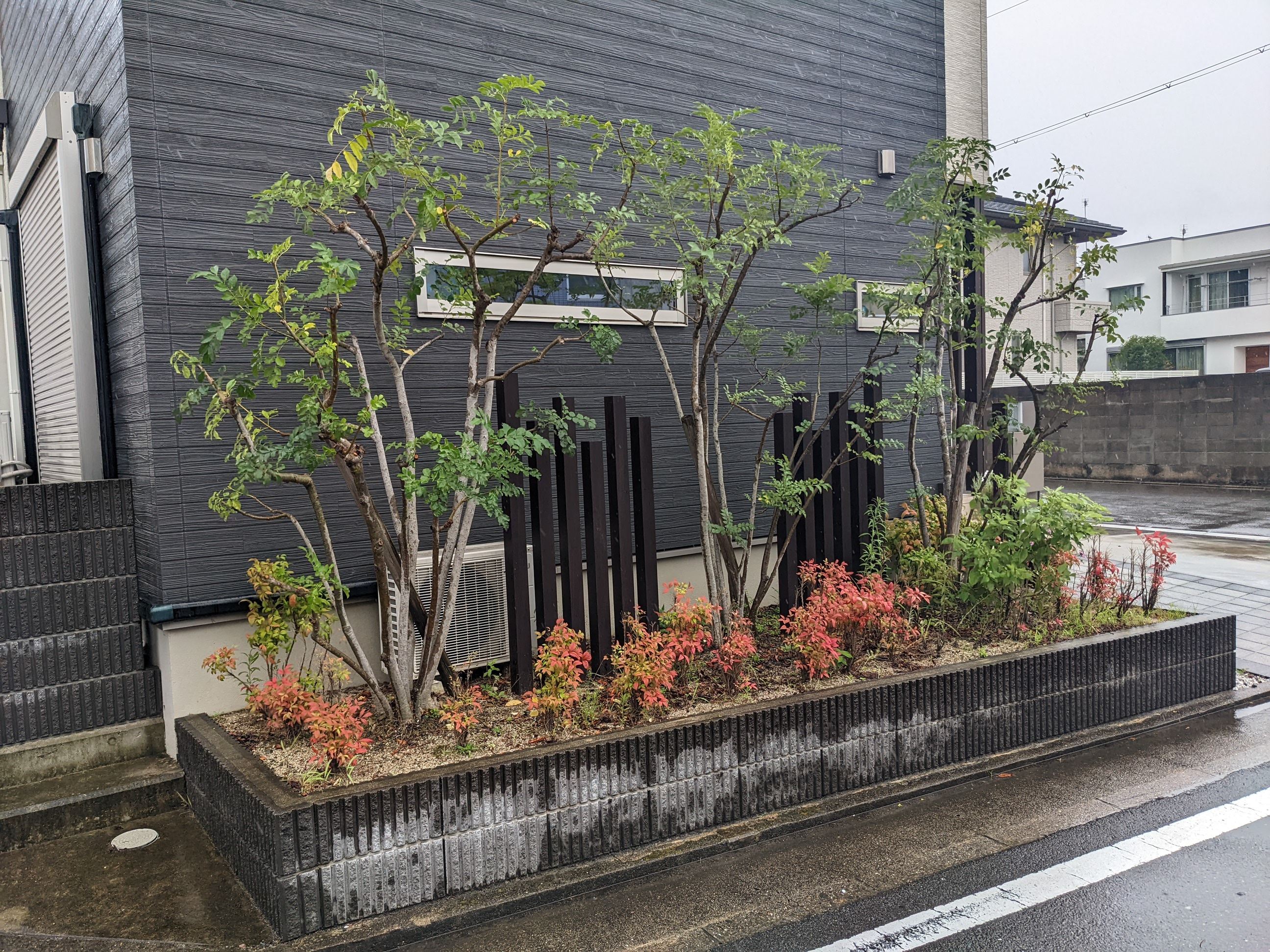 和歌山県和歌山市 剪定 シマトネリコ3本、ハナミズキ 令和4年 7月19日