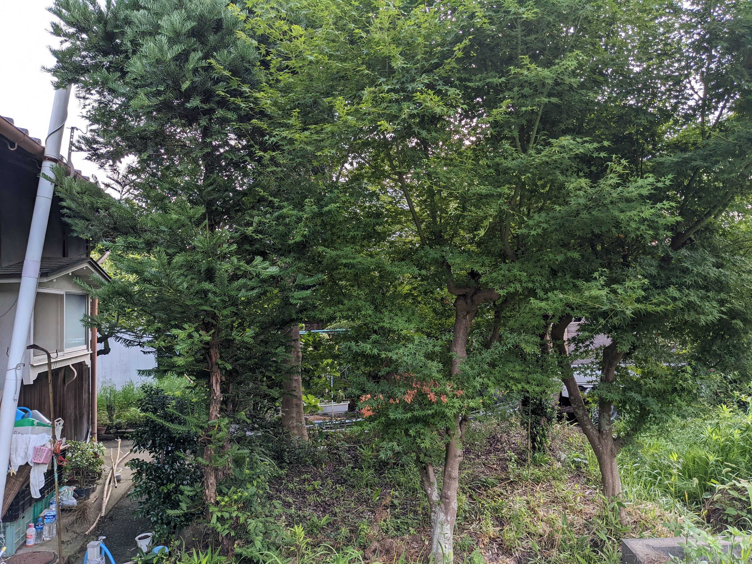 大阪府岸和田市 剪定、草刈り ツバキ、モチノキ、アジサイ、クスノキ、ガヤ、マサキ、トキワサンザシ、カエデ、20㎡ 令和4年 7月 20日、21日
