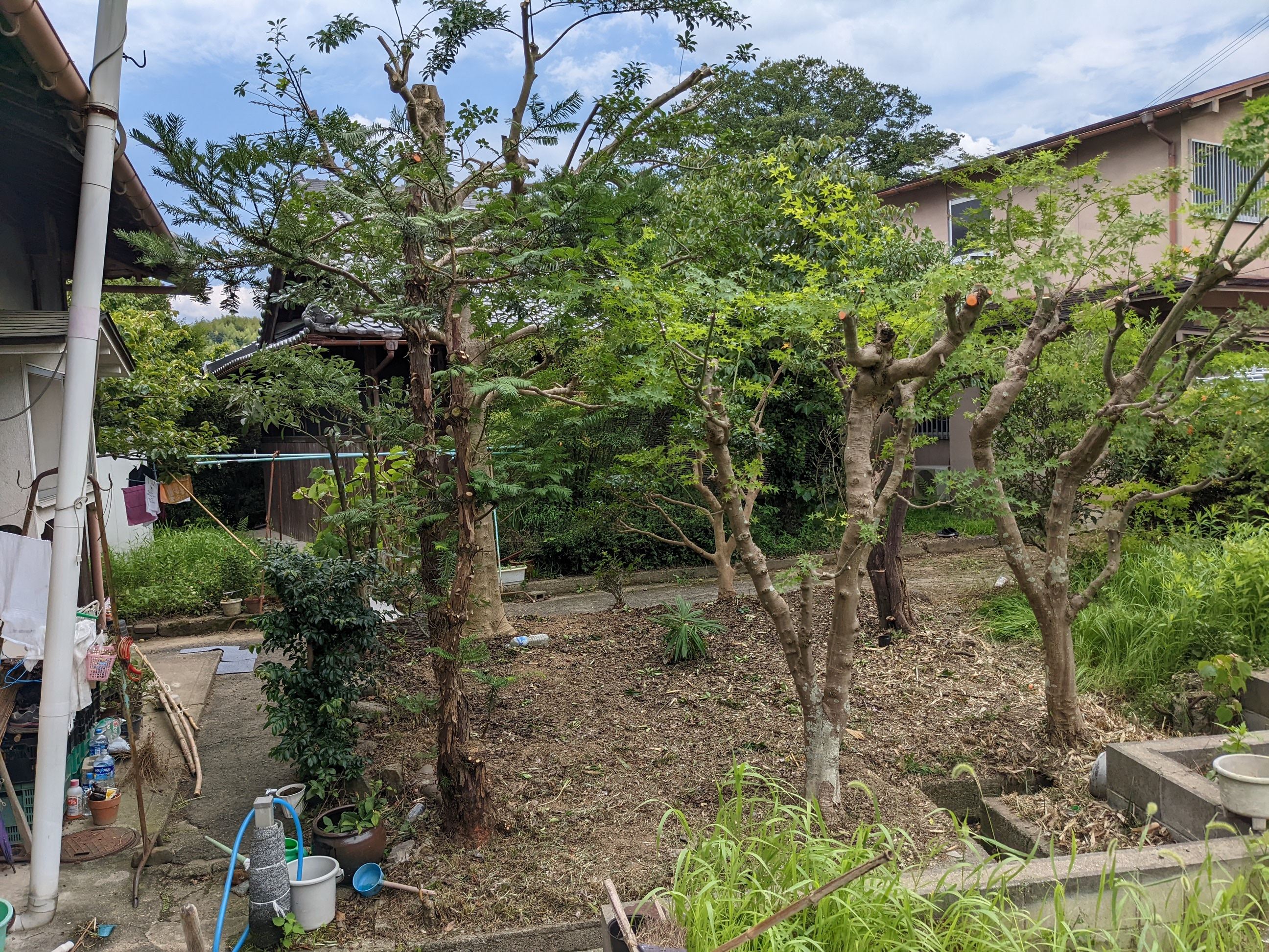 大阪府岸和田市 剪定、草刈り ツバキ、モチノキ、アジサイ、クスノキ、ガヤ、マサキ、トキワサンザシ、カエデ、20㎡ 令和4年 7月 20日、21日