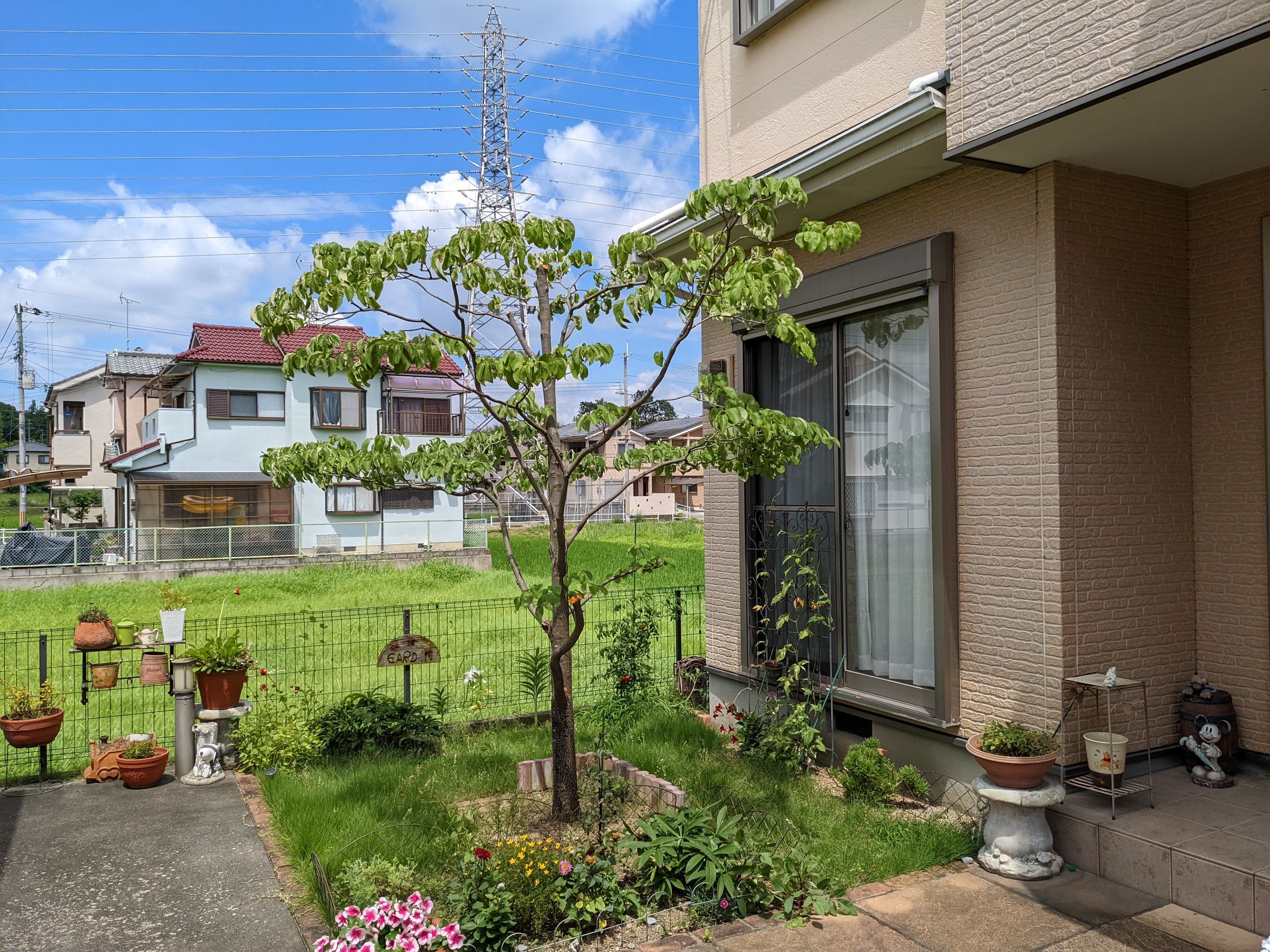 奈良県大和高田市 剪定 ハナミズキ 令和4年 7月22日