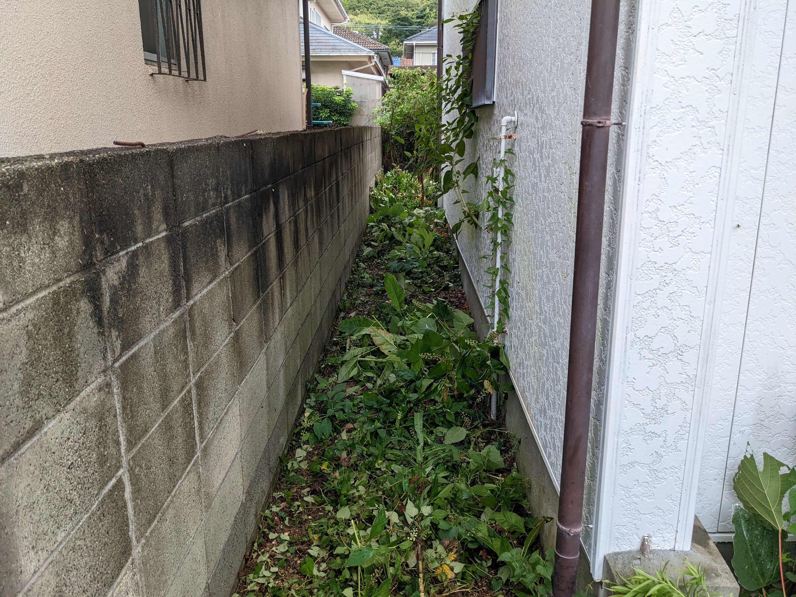 大阪府泉南郡 草刈り80㎡、除草剤 令和4年 8月 17日