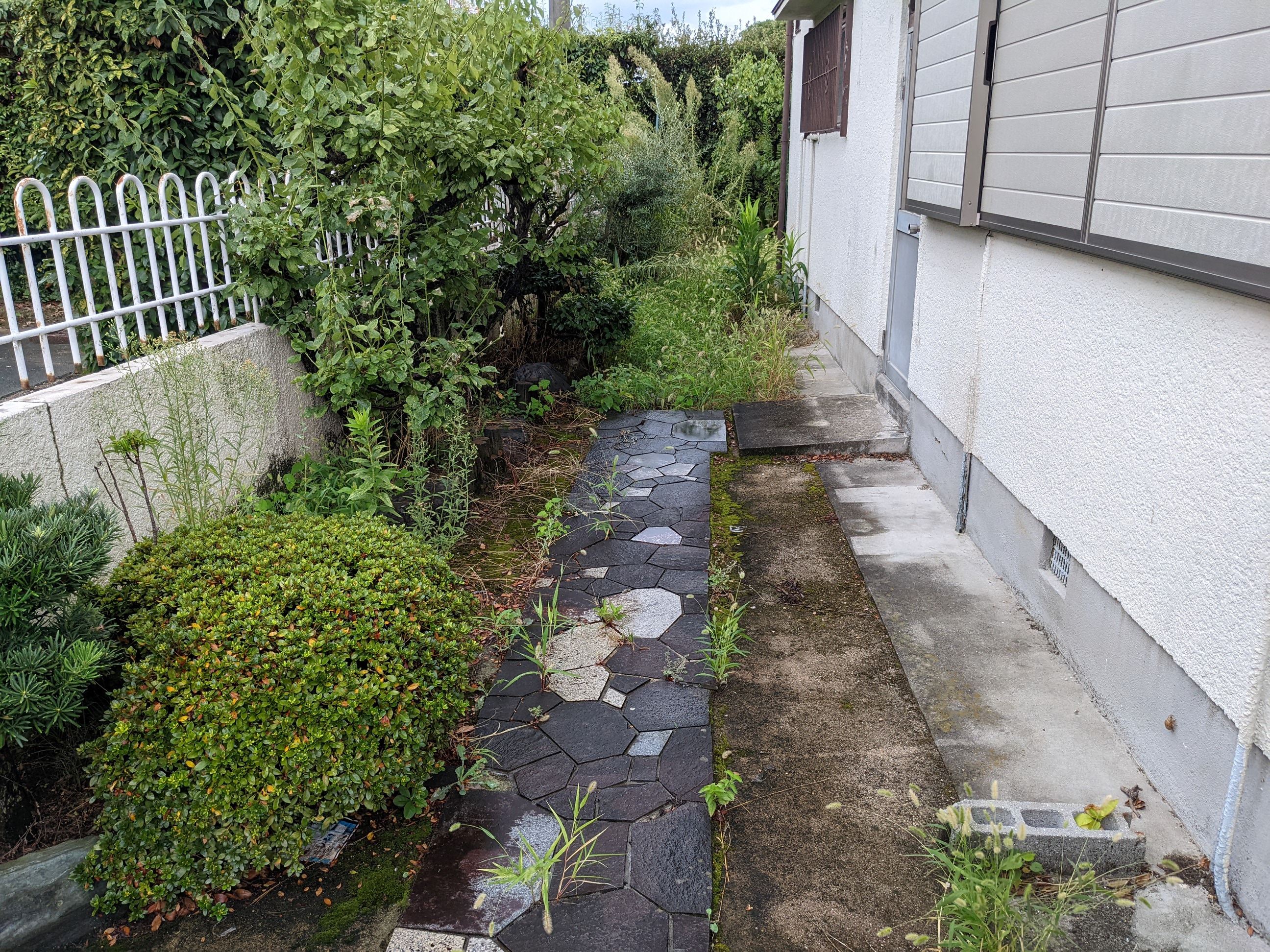 大阪府泉佐野市 剪定、伐採、刈込み、草刈り、草むしり、除草剤 ウメ、オリーブ、アオキ、シュロ、ウバメガシ、ツゲ、70㎡ 令和4年 9月1日、2日